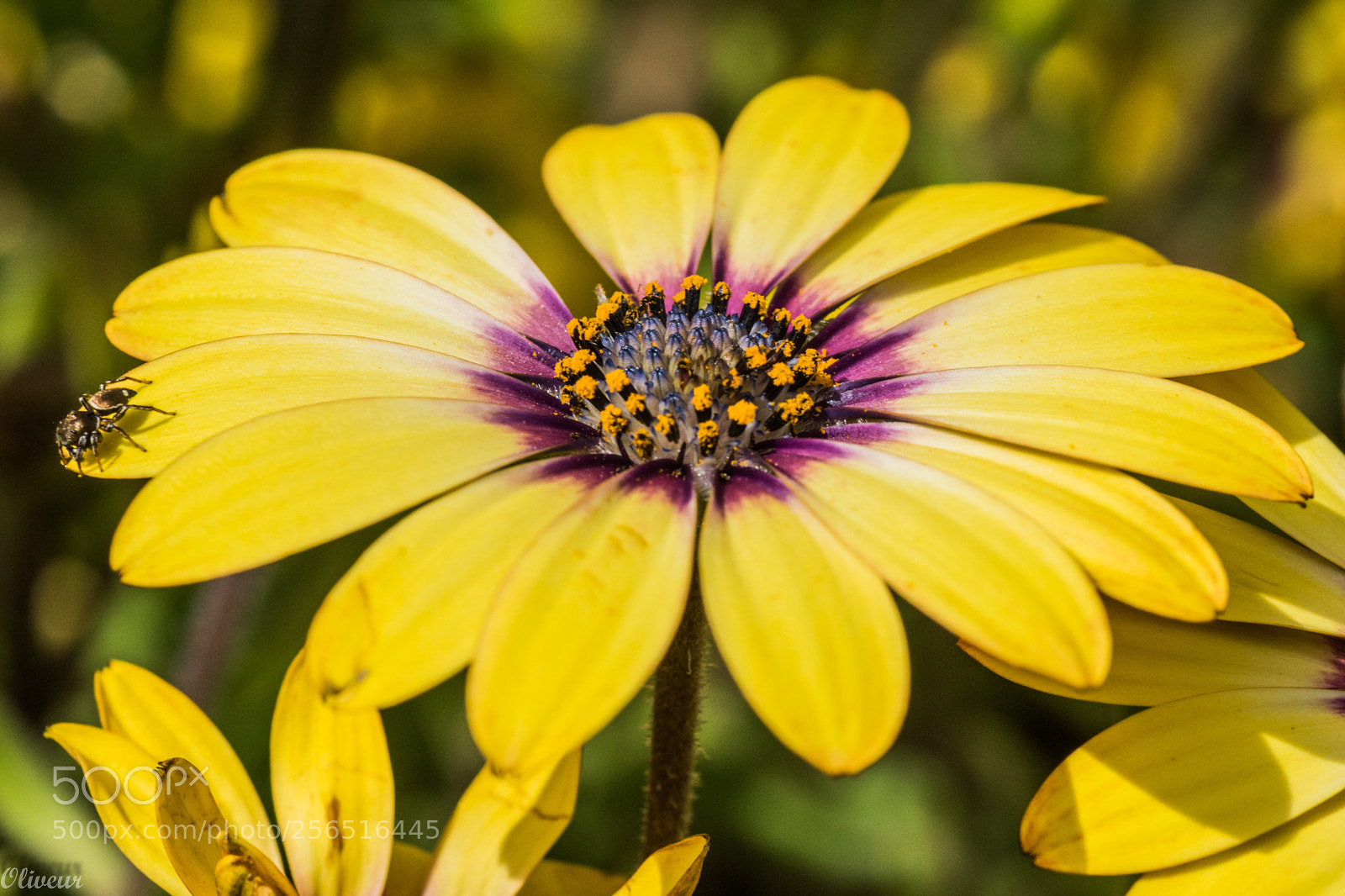 Sony ILCA-77M2 sample photo. Fleur photography