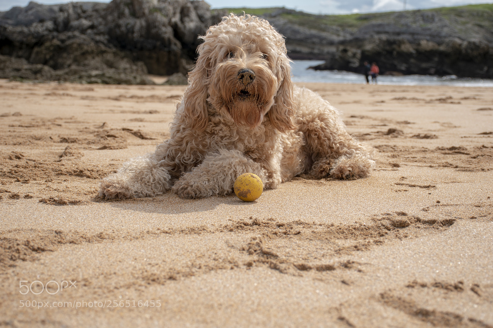 Nikon D5500 sample photo. Marley at san juan photography