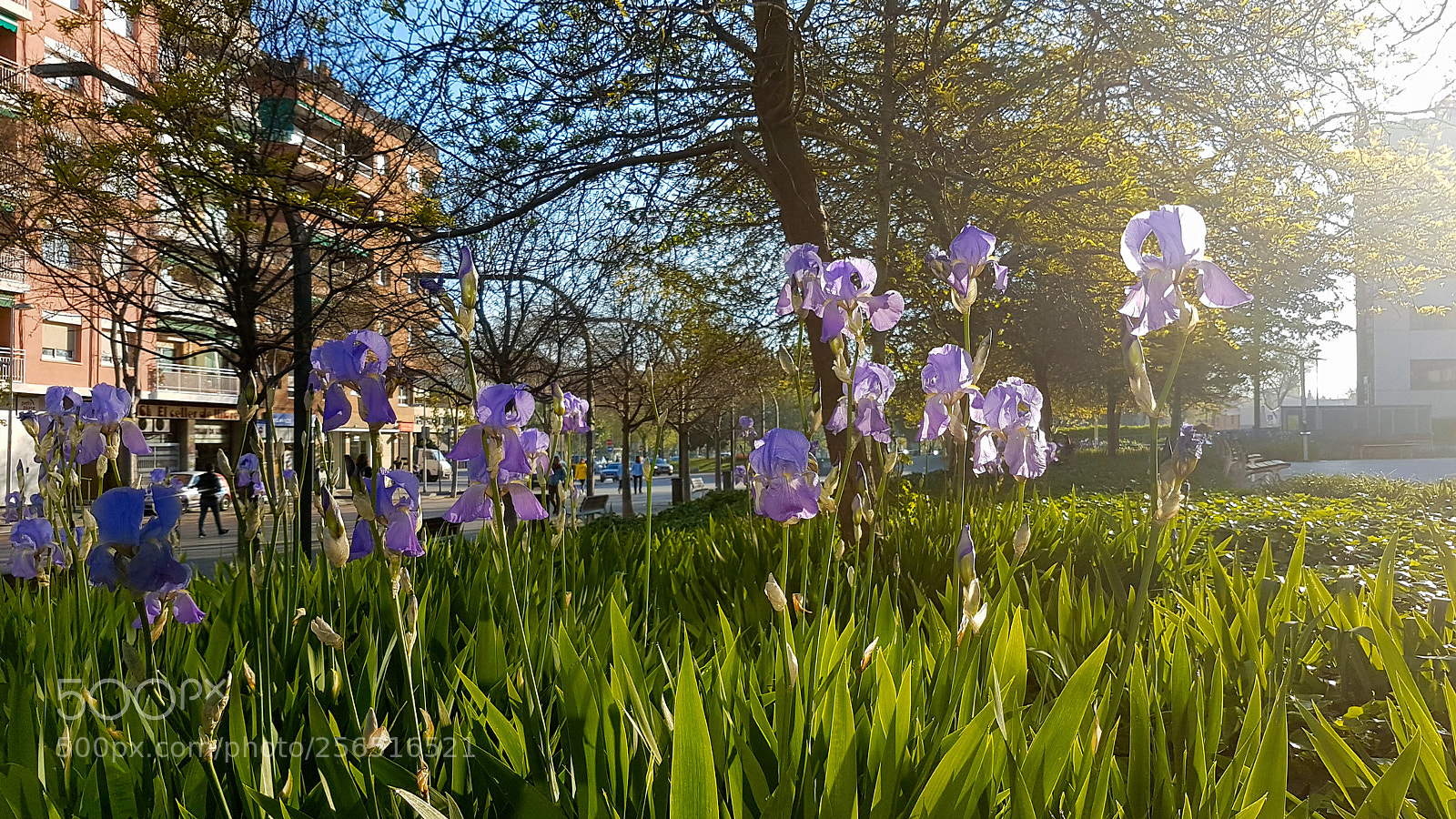Samsung Galaxy S7 Edge sample photo. Spring light photography