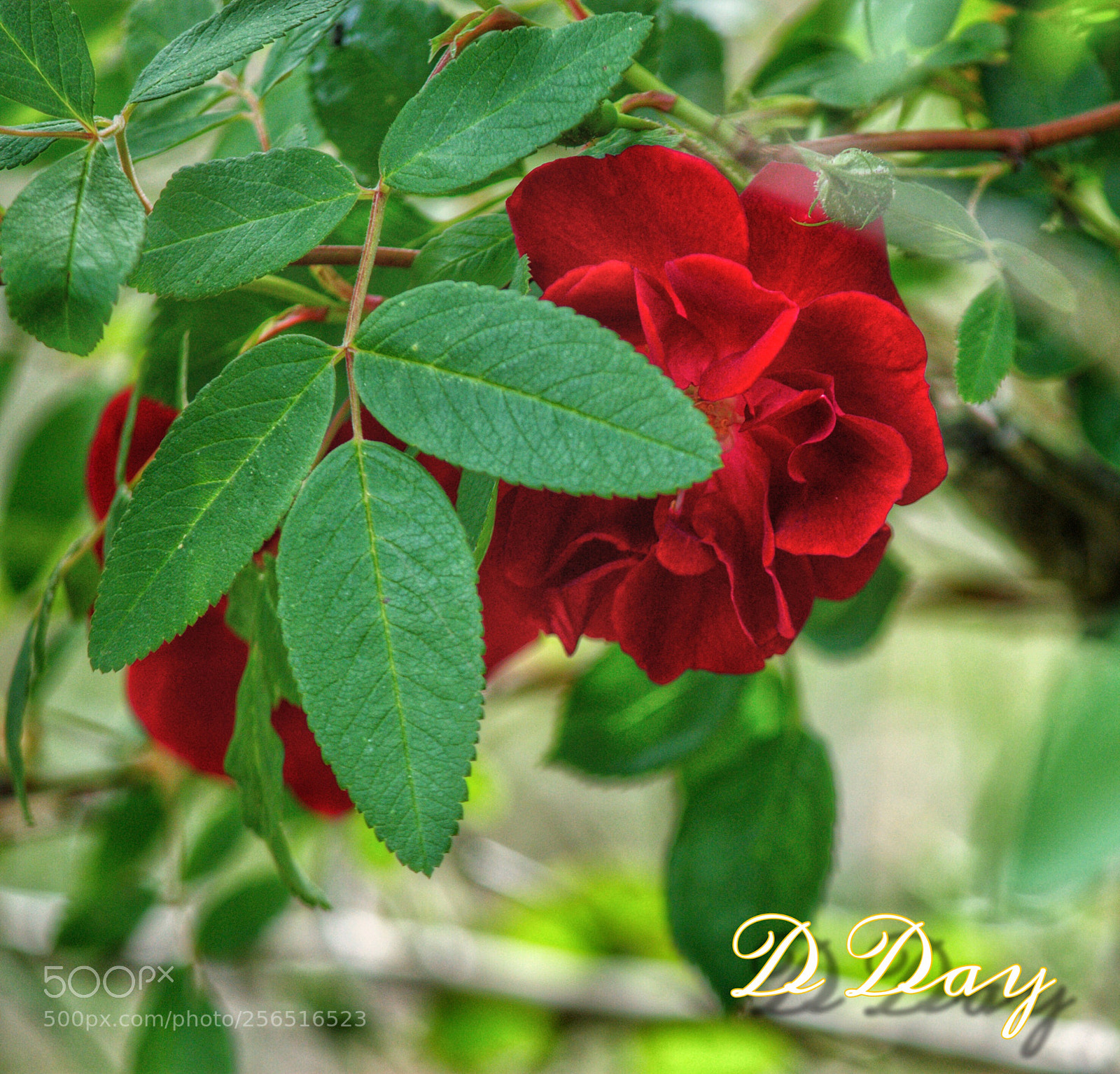 Canon EOS 1100D (EOS Rebel T3 / EOS Kiss X50) sample photo. The peaking rose photography