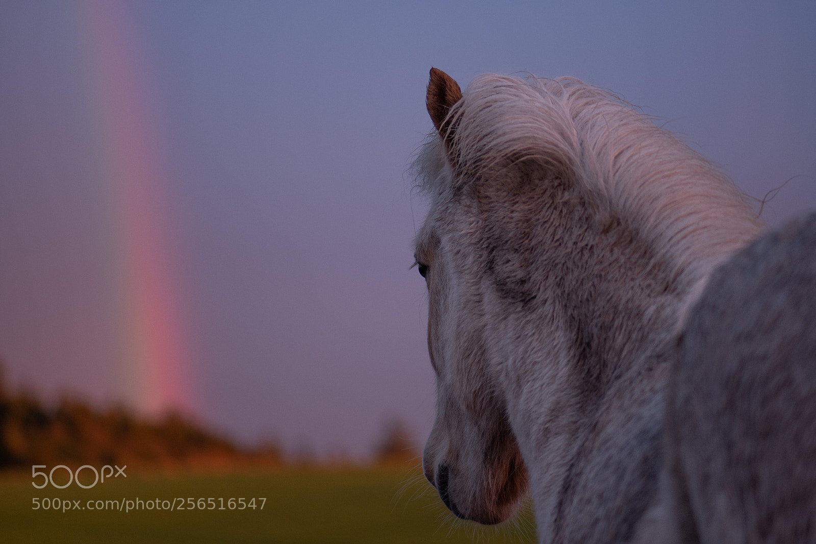 Nikon D500 sample photo. My little pony photography