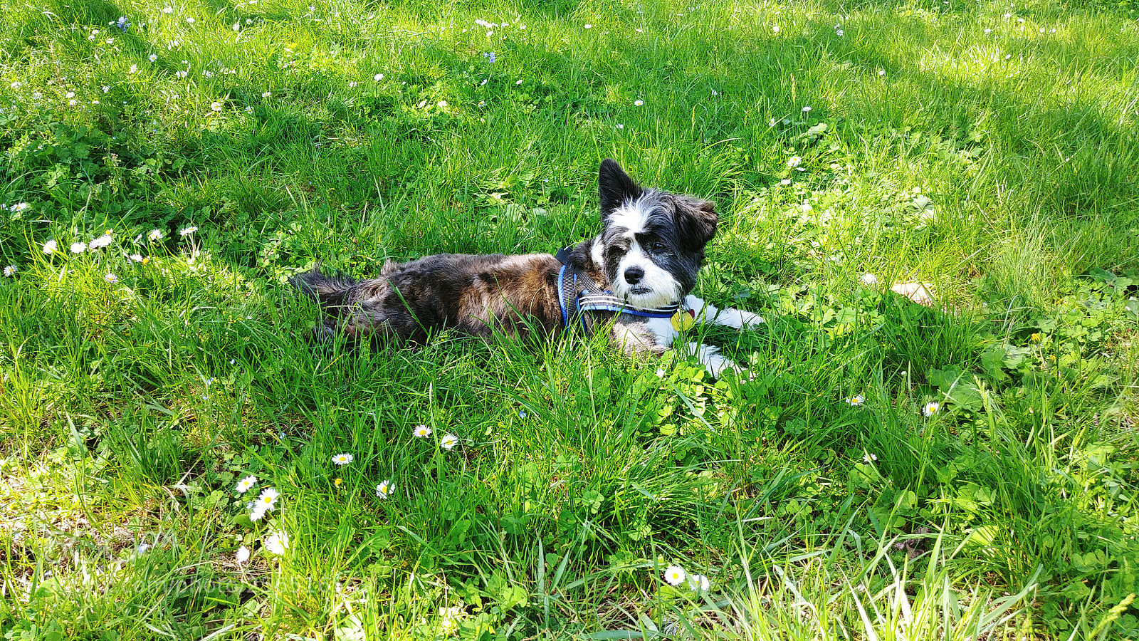 LG G6 sample photo. Stella in the grass photography