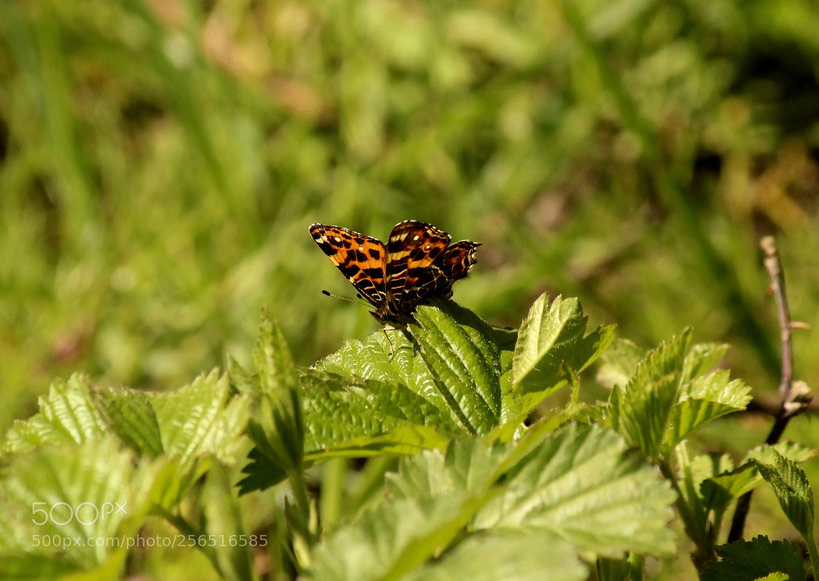 Canon EOS 1200D (EOS Rebel T5 / EOS Kiss X70 / EOS Hi) sample photo. Butterfly photography