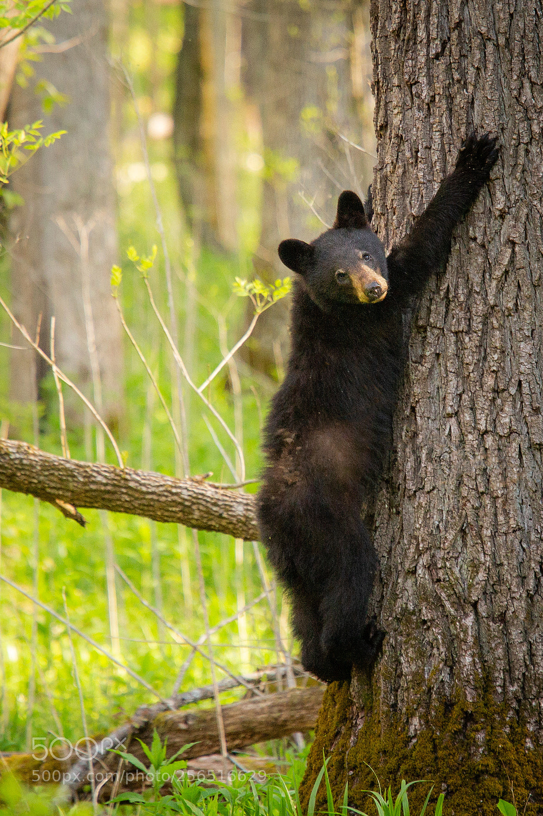 Canon EOS 6D sample photo. Black bear in cade's photography