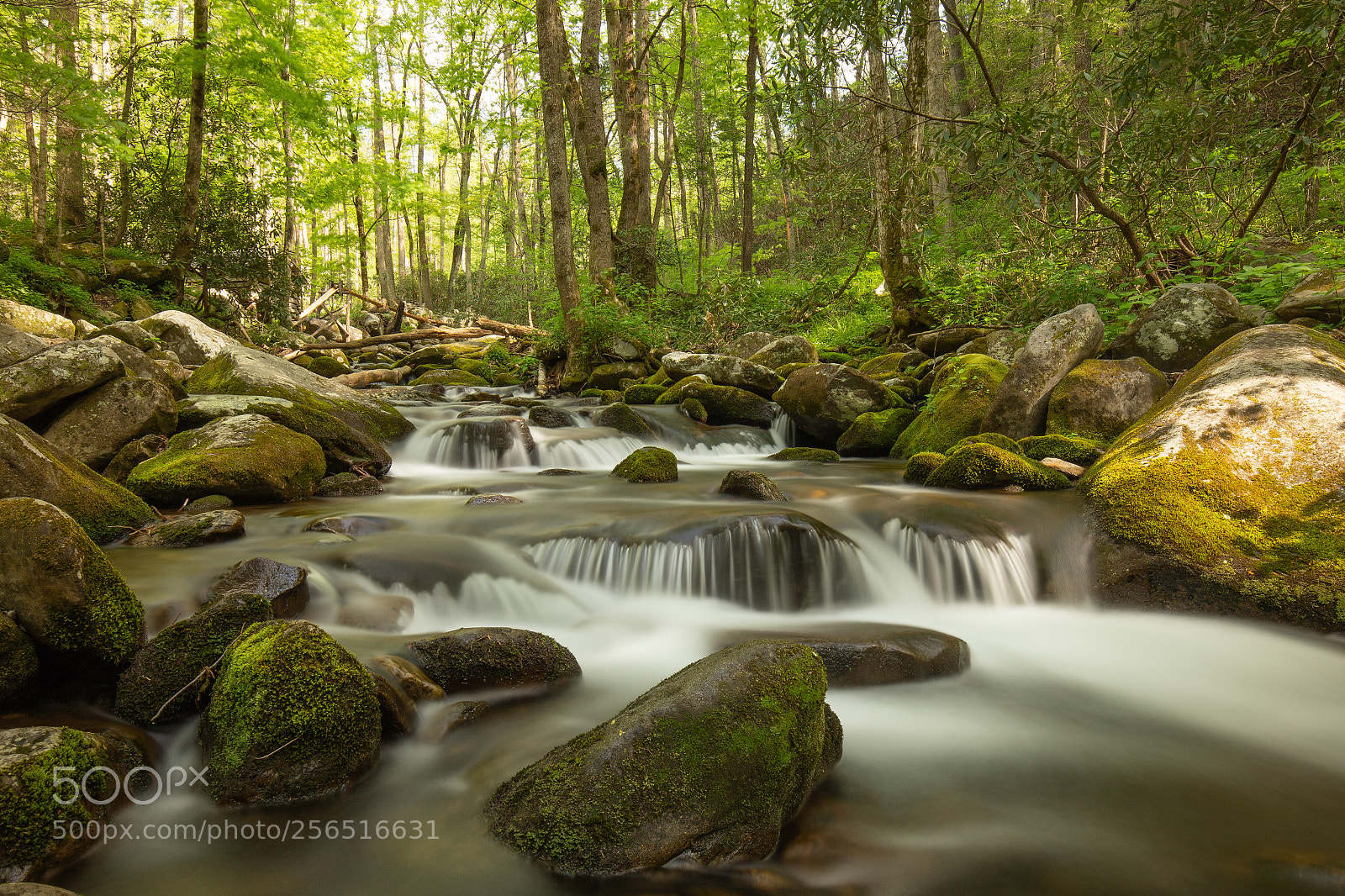 Canon EOS 6D sample photo. Stream in great smoky photography