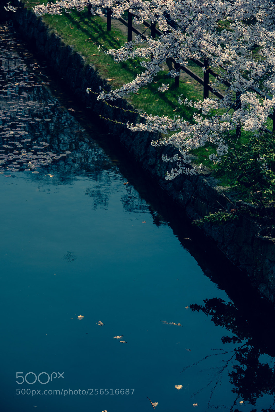 Nikon D810 sample photo. Moat and cherry blossom photography