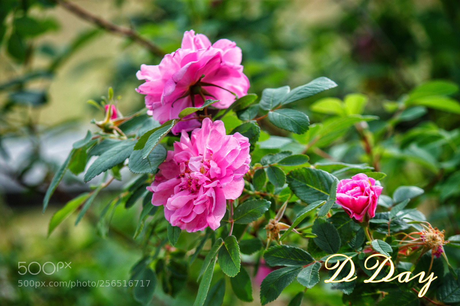 Canon EOS 1100D (EOS Rebel T3 / EOS Kiss X50) sample photo. Pink roses photography