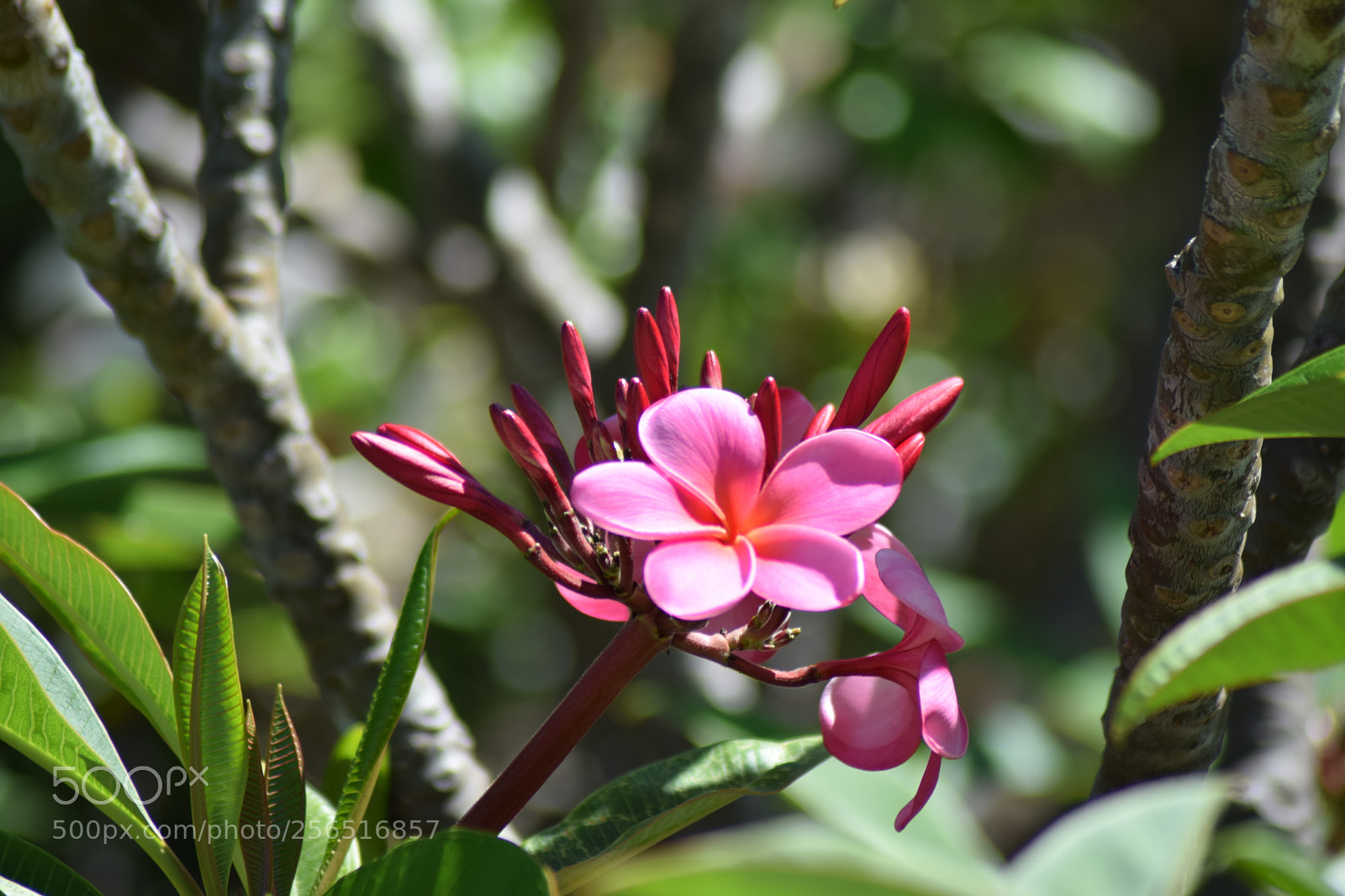Nikon D5300 sample photo. Pink plumeria photography