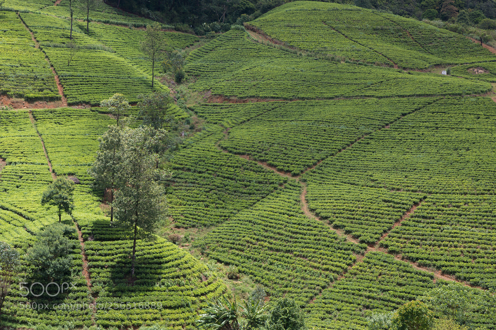 Canon EOS 70D sample photo. Tea plantations of sri photography
