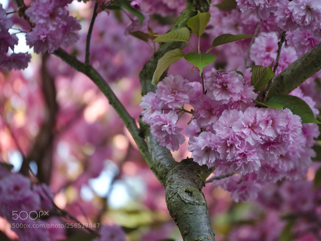 Panasonic Lumix DMC-GX8 sample photo. P1180556_02_01_1.jpg photography