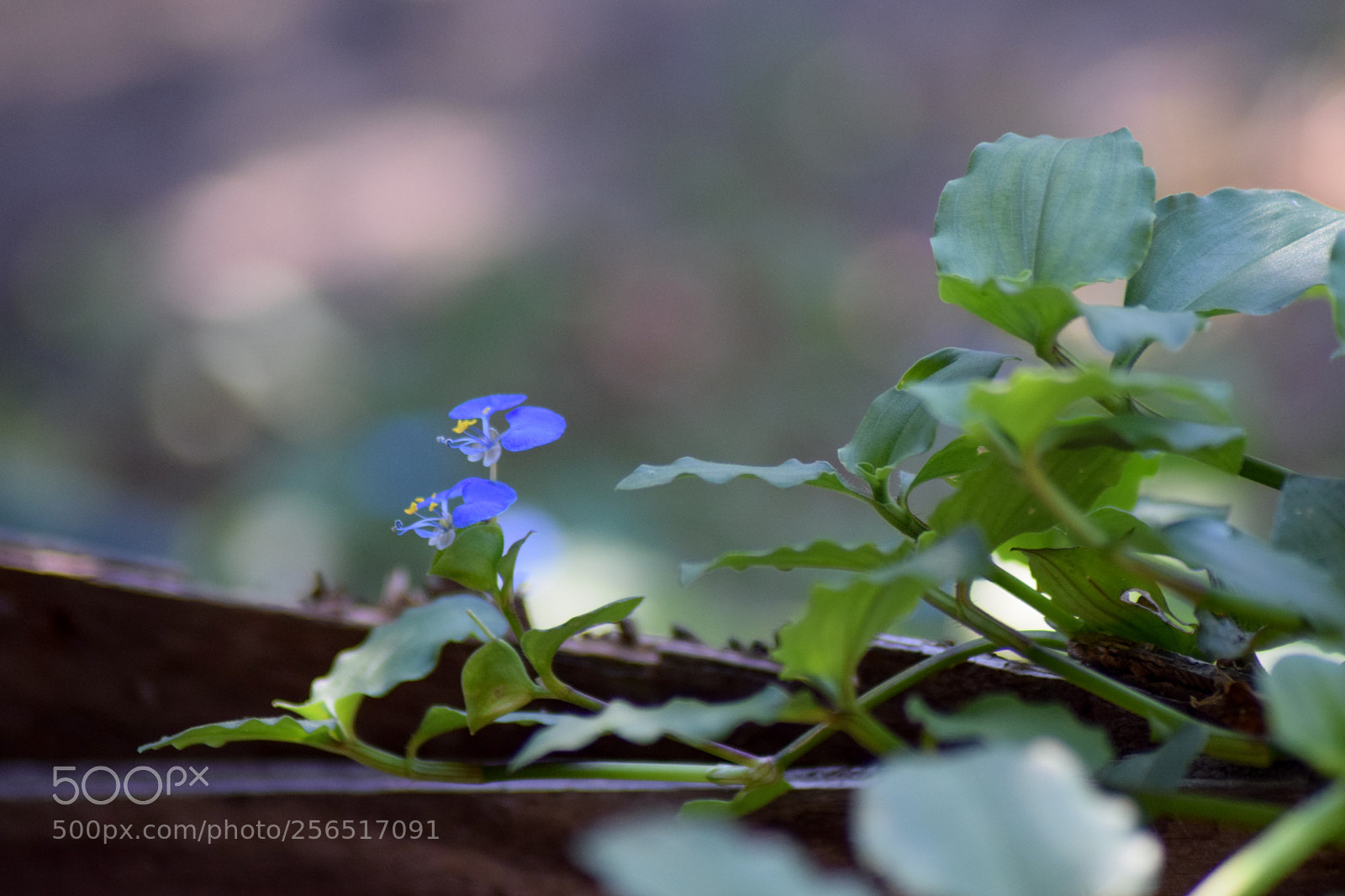 Nikon D5300 sample photo. Blue flower photography
