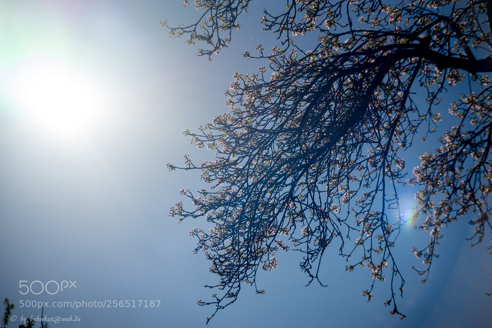 Sony a7 II sample photo. Meyer-optik primoplan 1.9/58mm photography