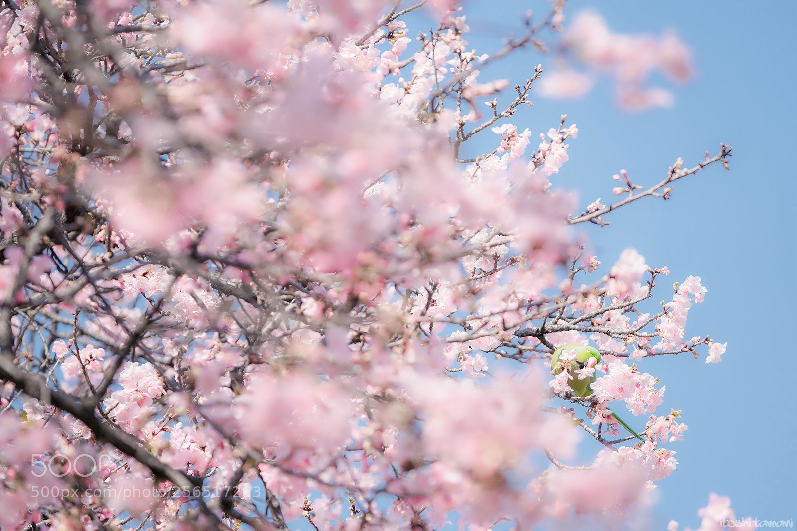 Sony a9 sample photo. Kawazu cherry blossom photography