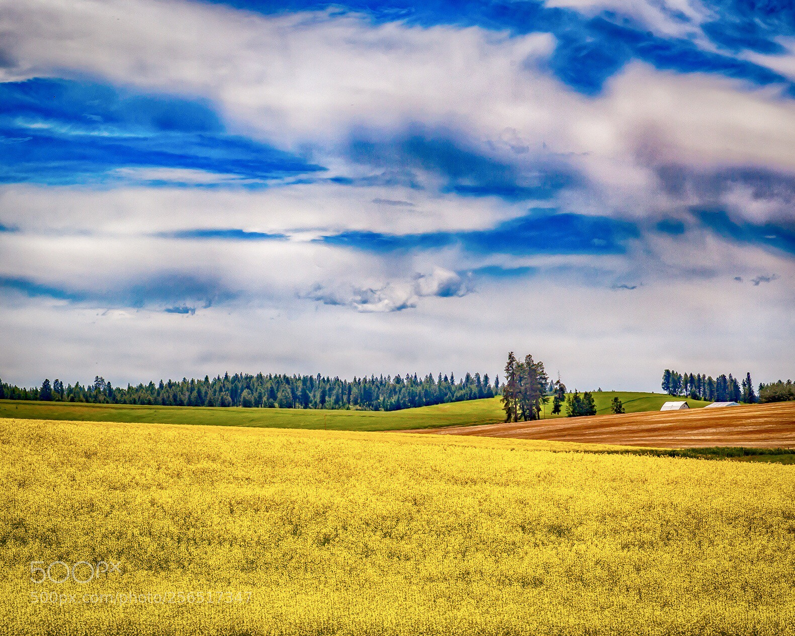 Canon EOS 5D Mark II sample photo. Winter canola field photography