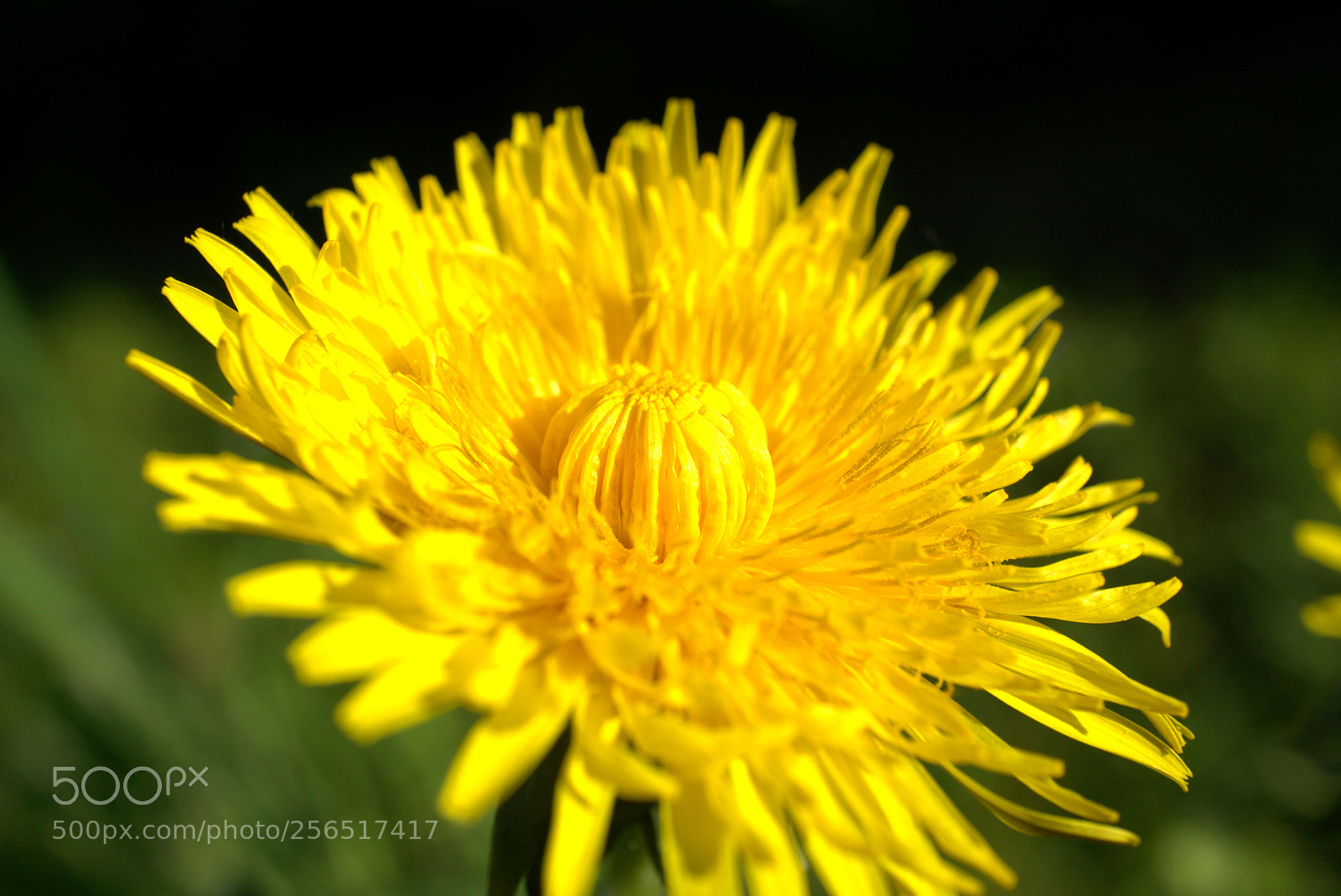 Sony a6000 sample photo. Yellow dandelion from the photography
