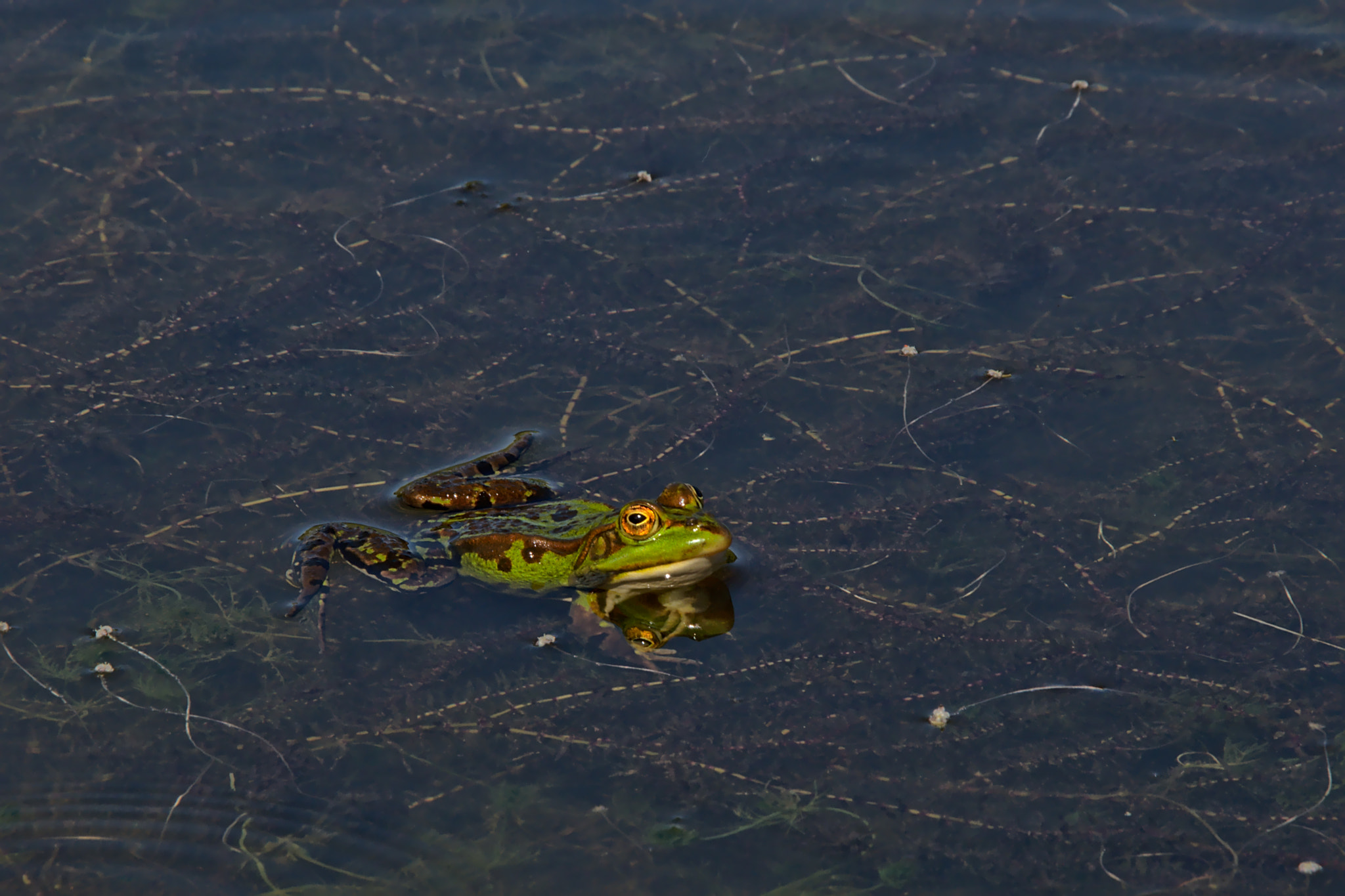 Nikon D5200 sample photo. Bright green frog swimming in a dark pool photography