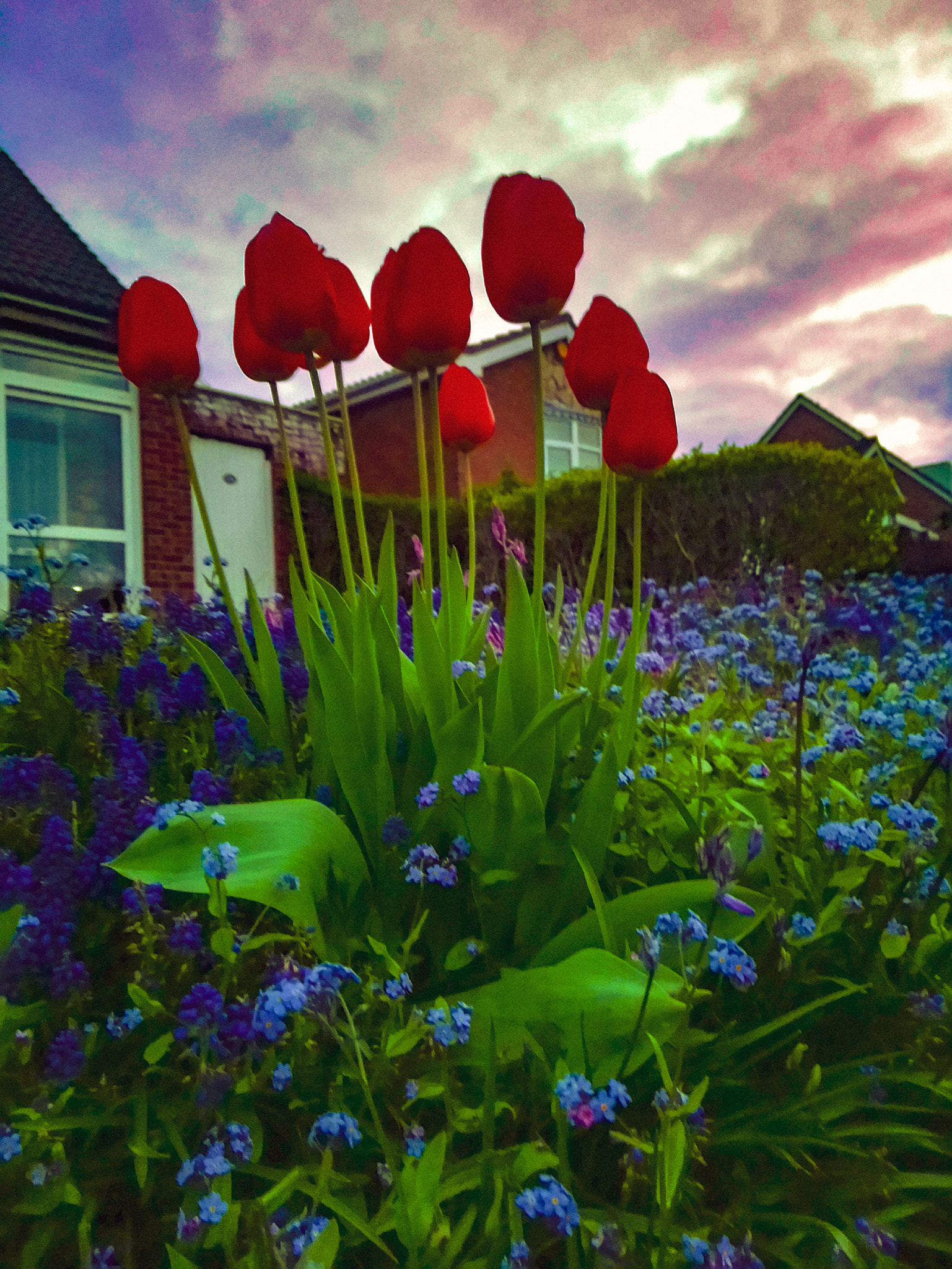 Sony Xperia XA1 Ultra sample photo. Tulips photography