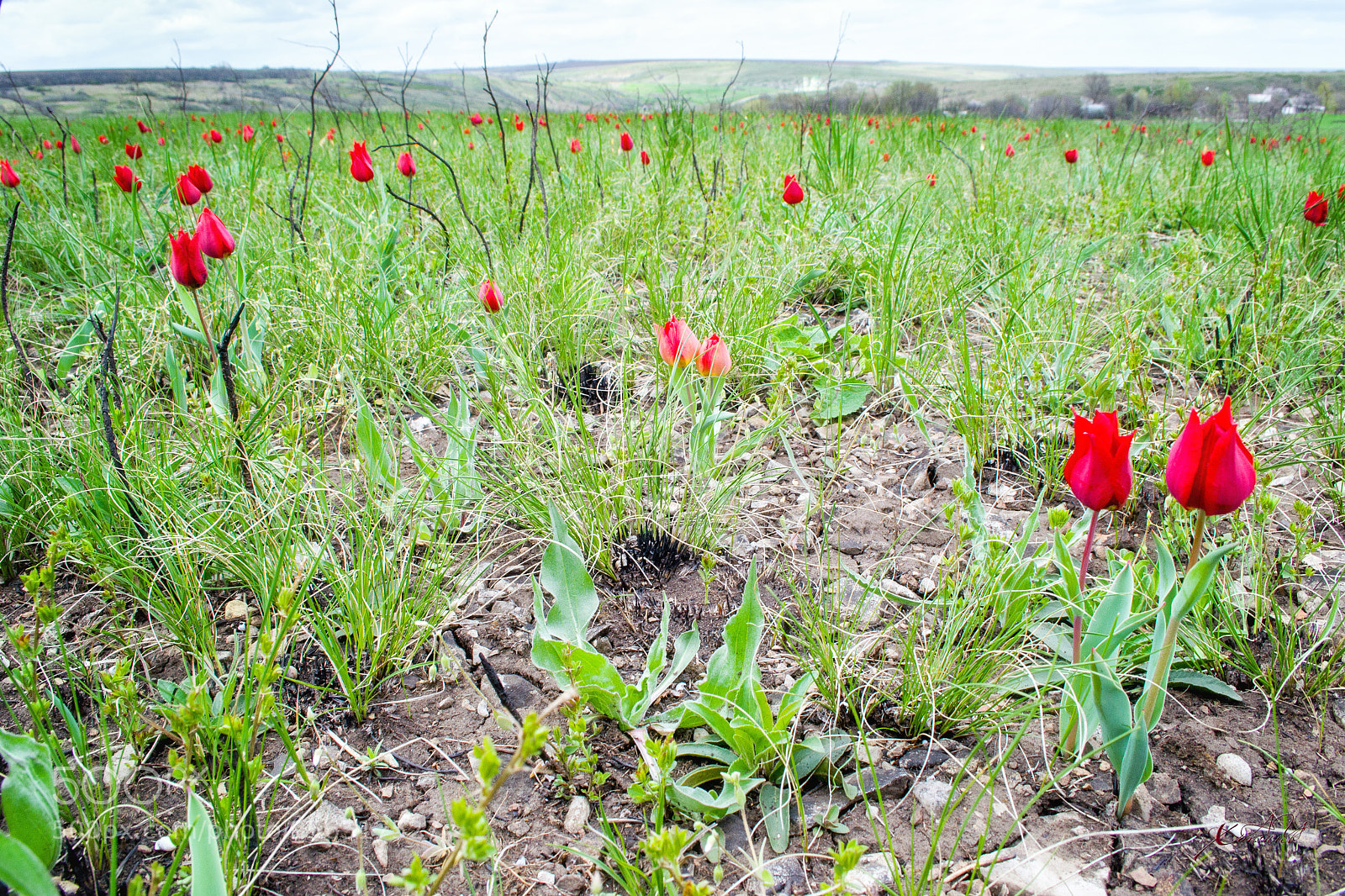 Nikon D3100 sample photo. как смарт объект photography