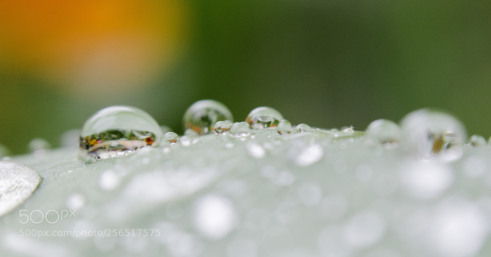 Nikon D7000 sample photo. Water lens photography