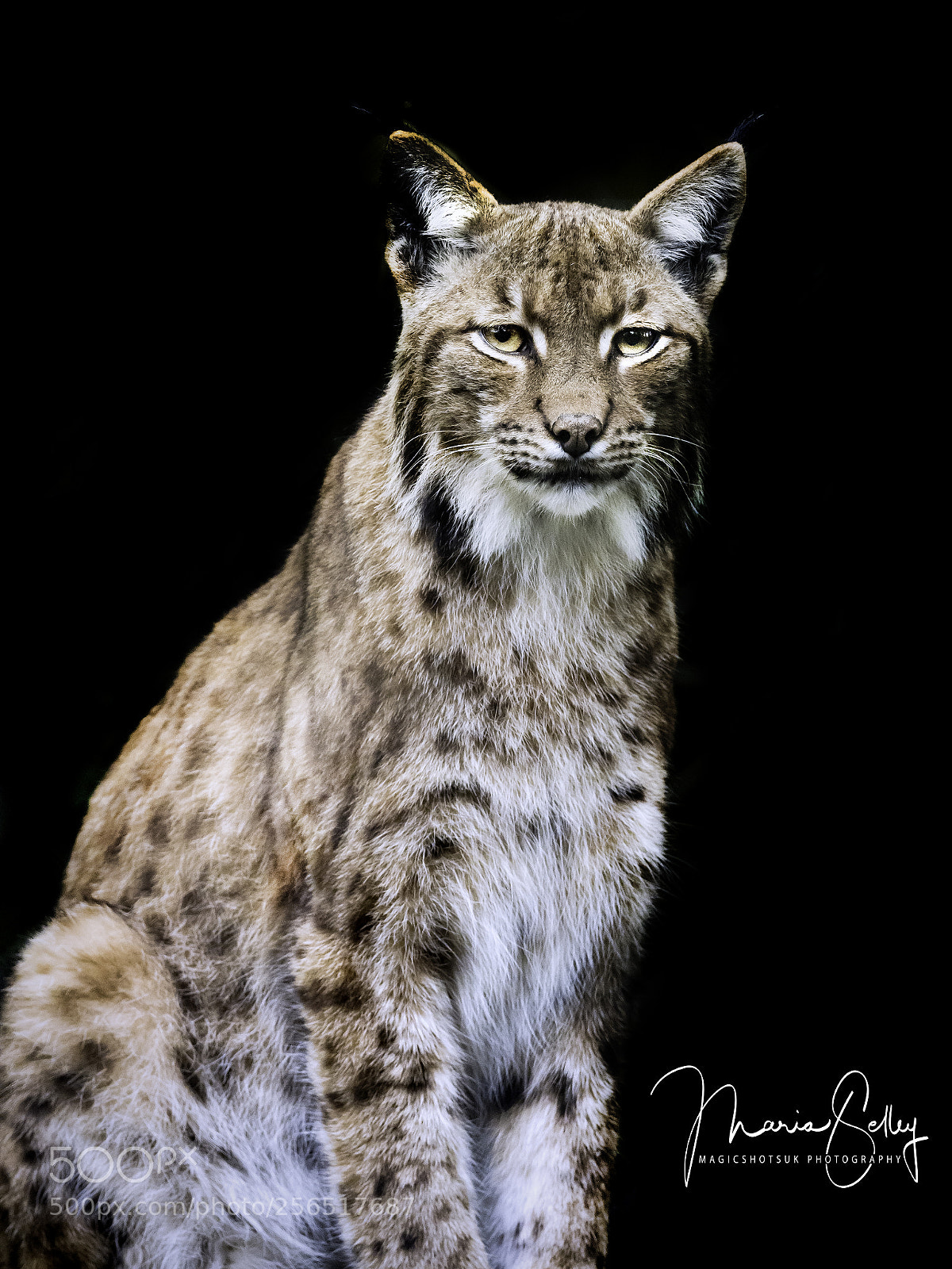 Olympus OM-D E-M1 Mark II sample photo. Lynx love photography