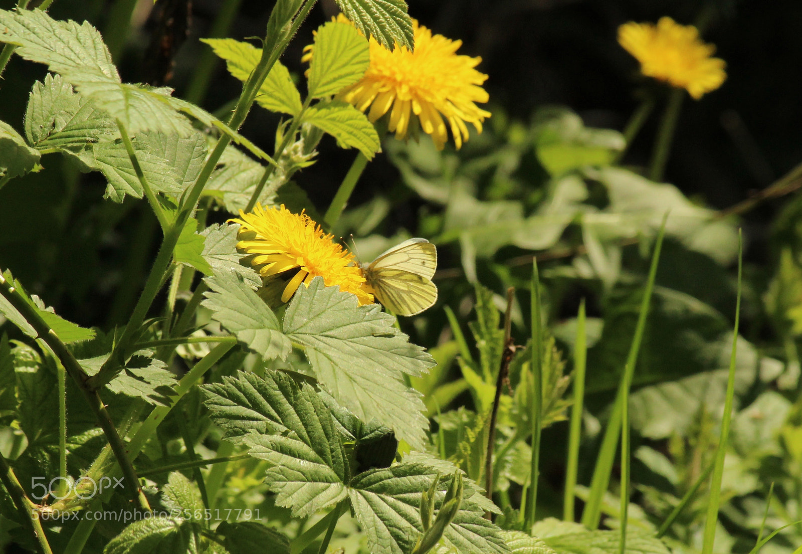 Canon EOS 1200D (EOS Rebel T5 / EOS Kiss X70 / EOS Hi) sample photo. Butterfly 2 photography