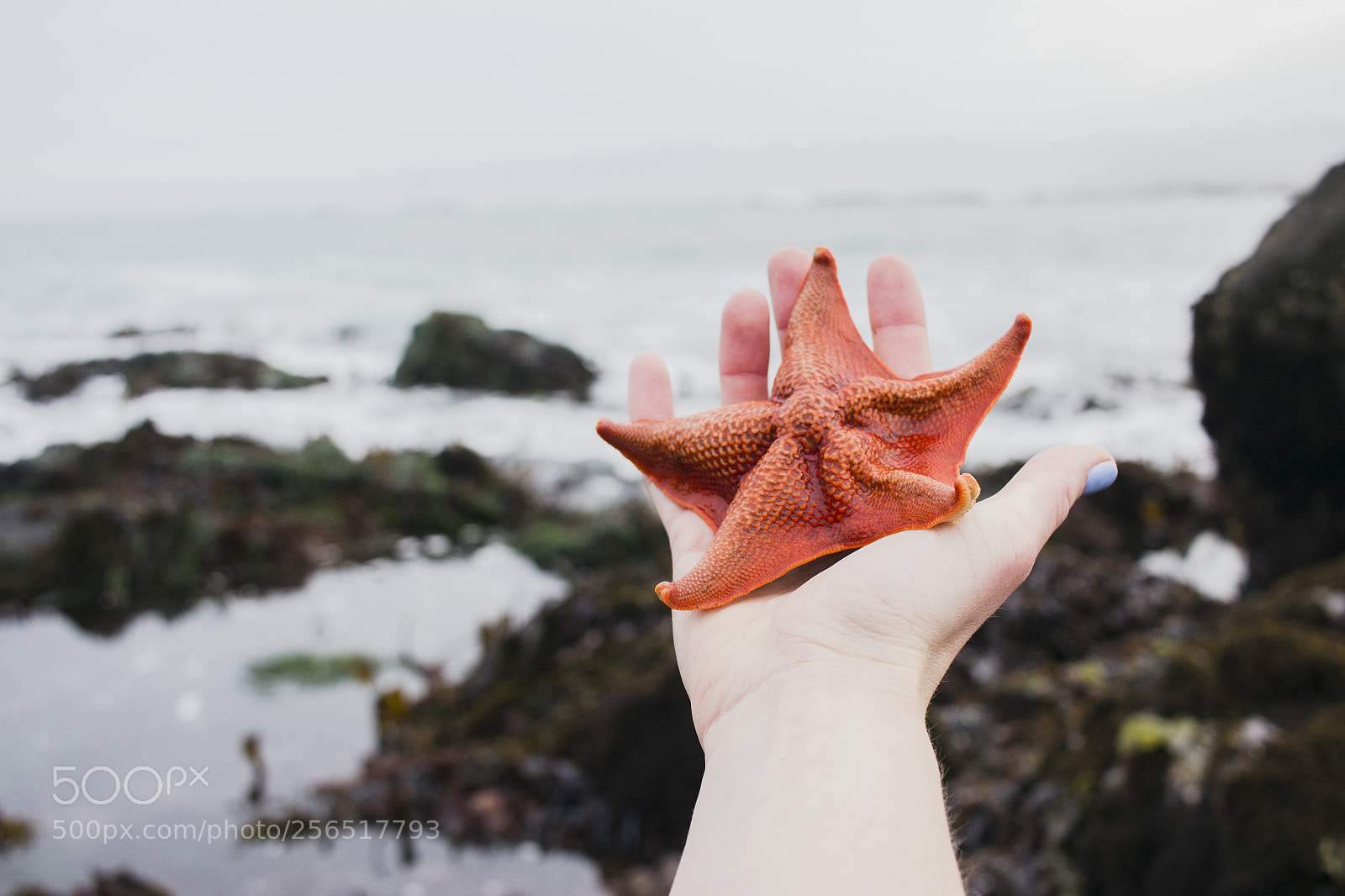 Canon EOS 600D (Rebel EOS T3i / EOS Kiss X5) sample photo. Red starfish photography