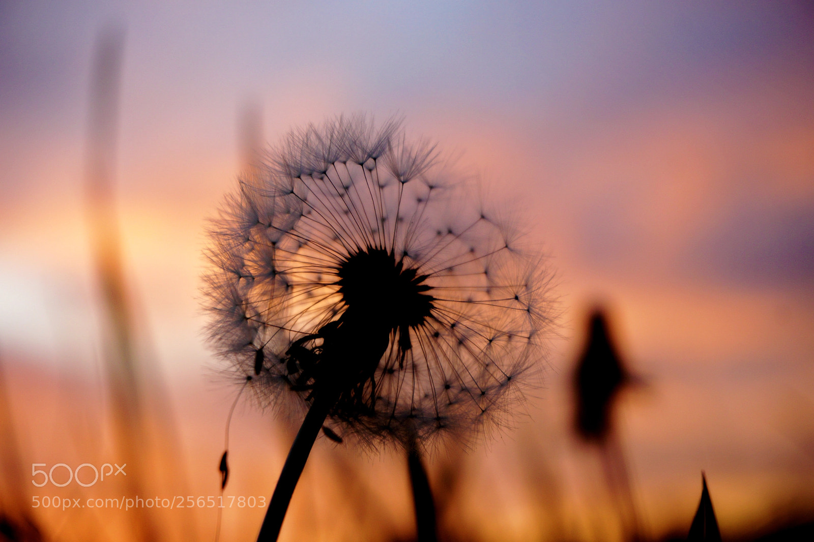 Sony a6000 sample photo. Spring photography