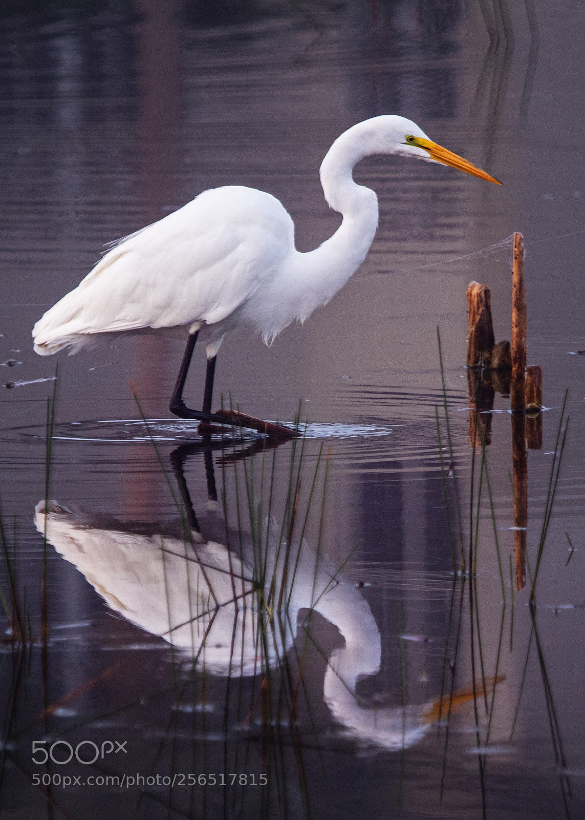 Canon EOS 7D Mark II sample photo. Great egret photography