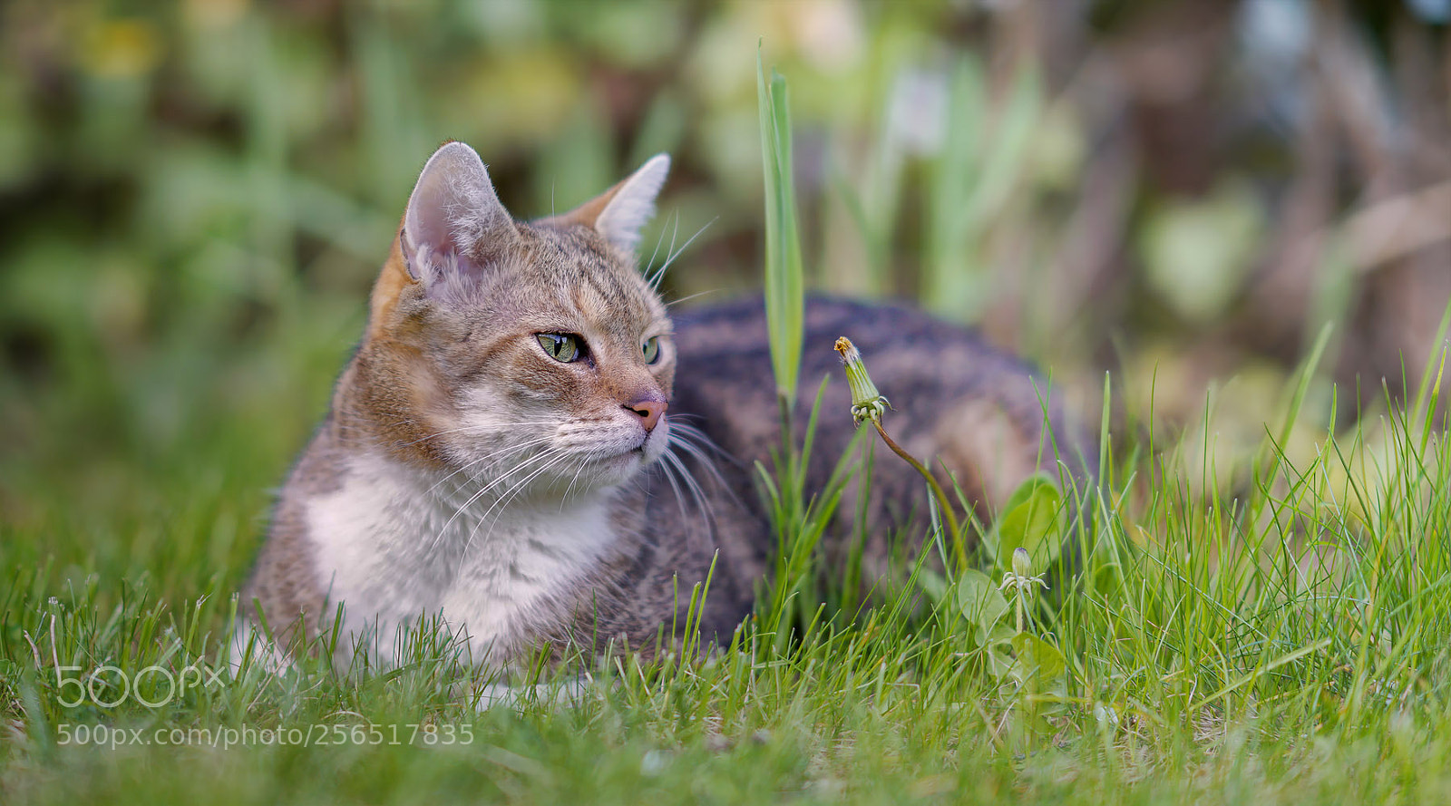 Sony a7R II sample photo. Nemo hat ein sch photography