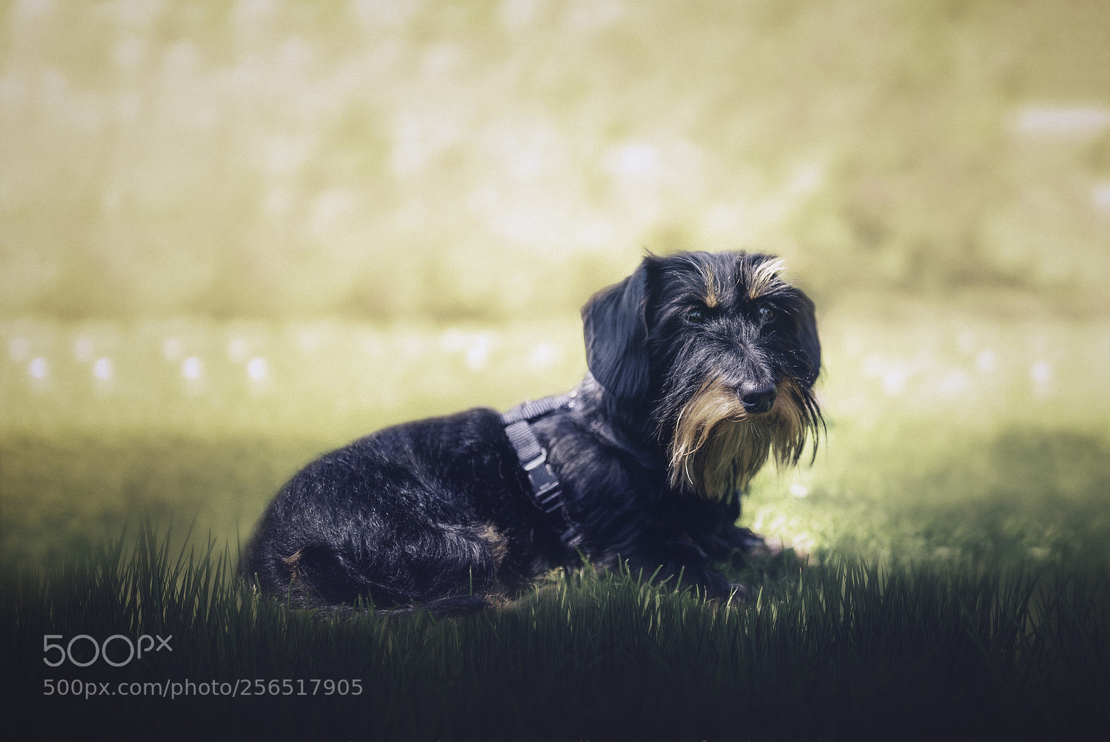 Nikon D600 sample photo. Resting in the park photography