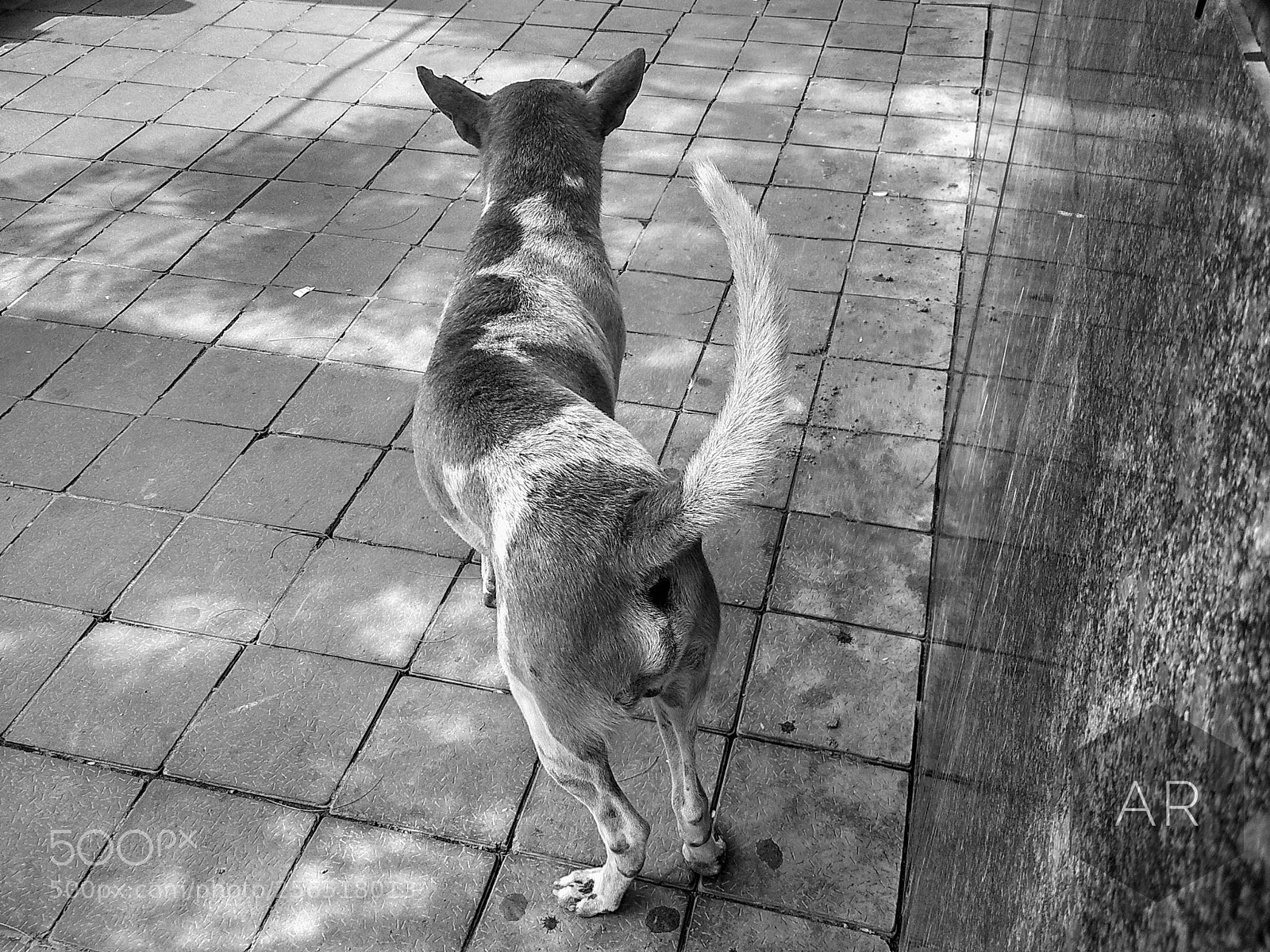 Xiaomi Redmi 4 Pro sample photo. He just woke up photography