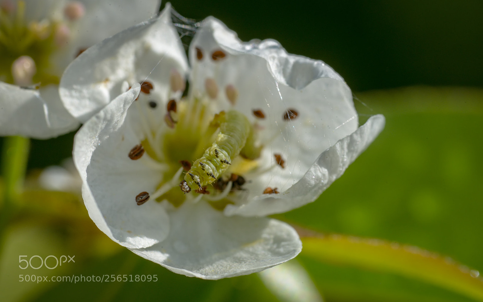 Nikon D800 sample photo. Caterpillar on cherry blossom photography