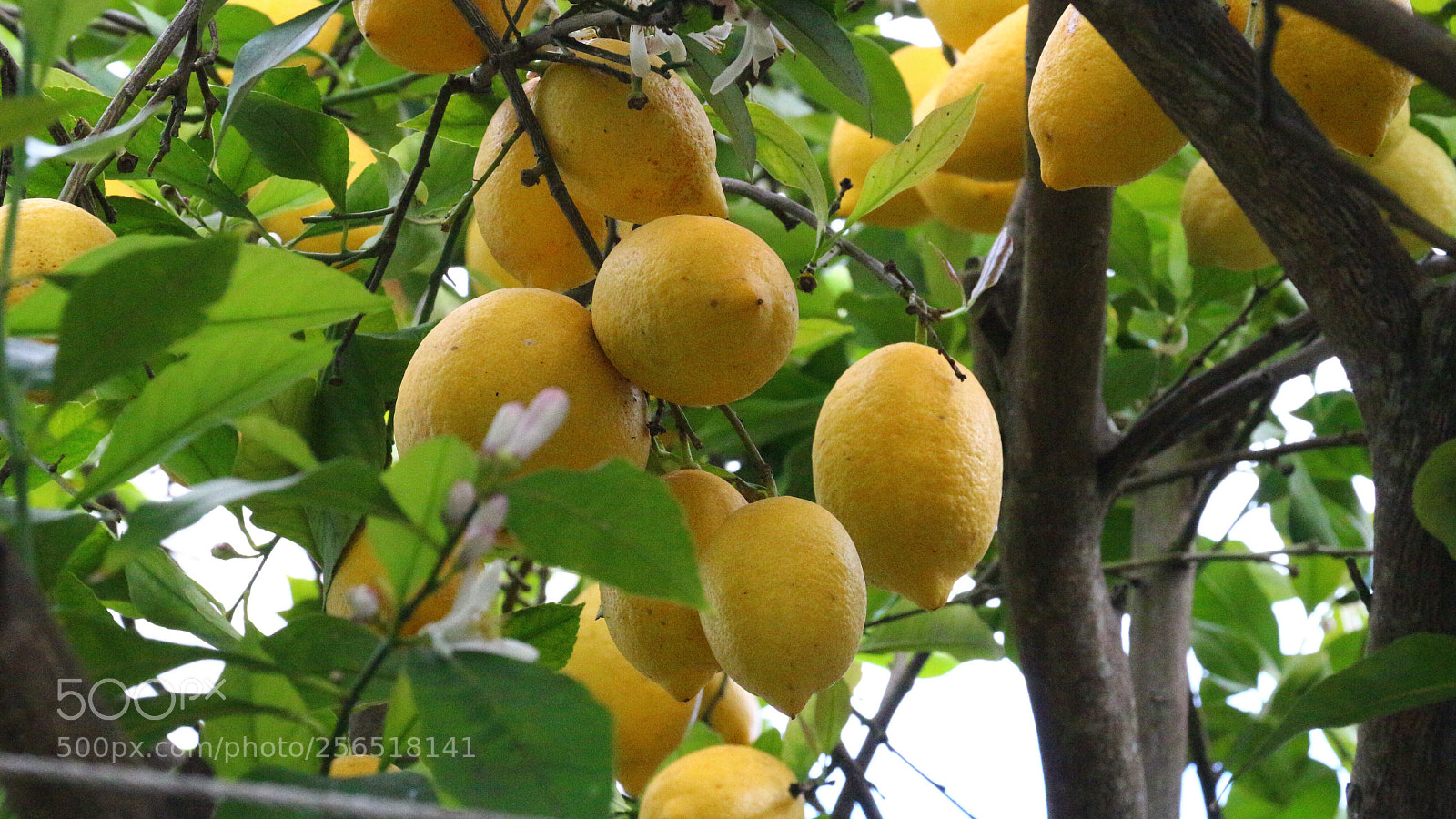 Canon EOS 100D (EOS Rebel SL1 / EOS Kiss X7) sample photo. Lemon tree photography