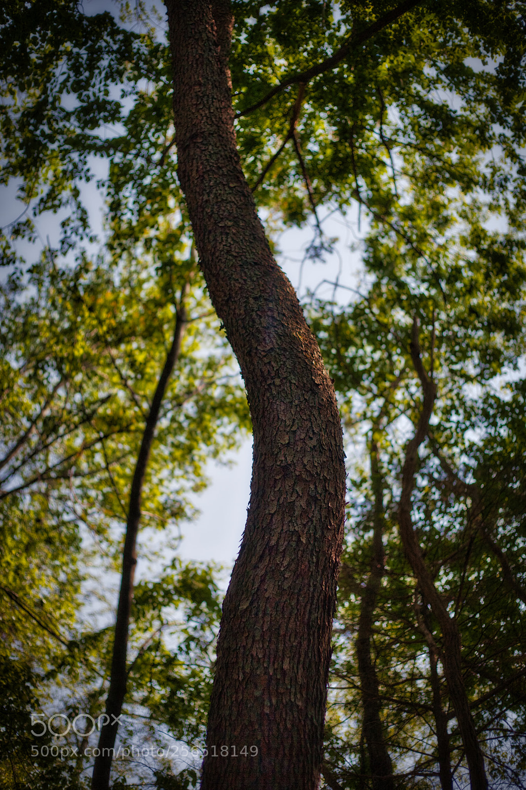 Canon EOS 5D Mark II sample photo. Undulation photography