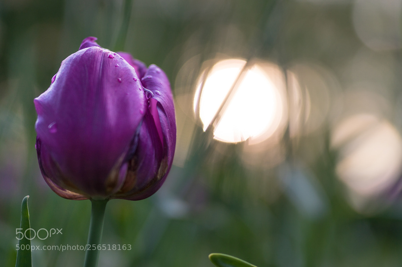 Sony ILCA-77M2 sample photo. Beautiful nature photography