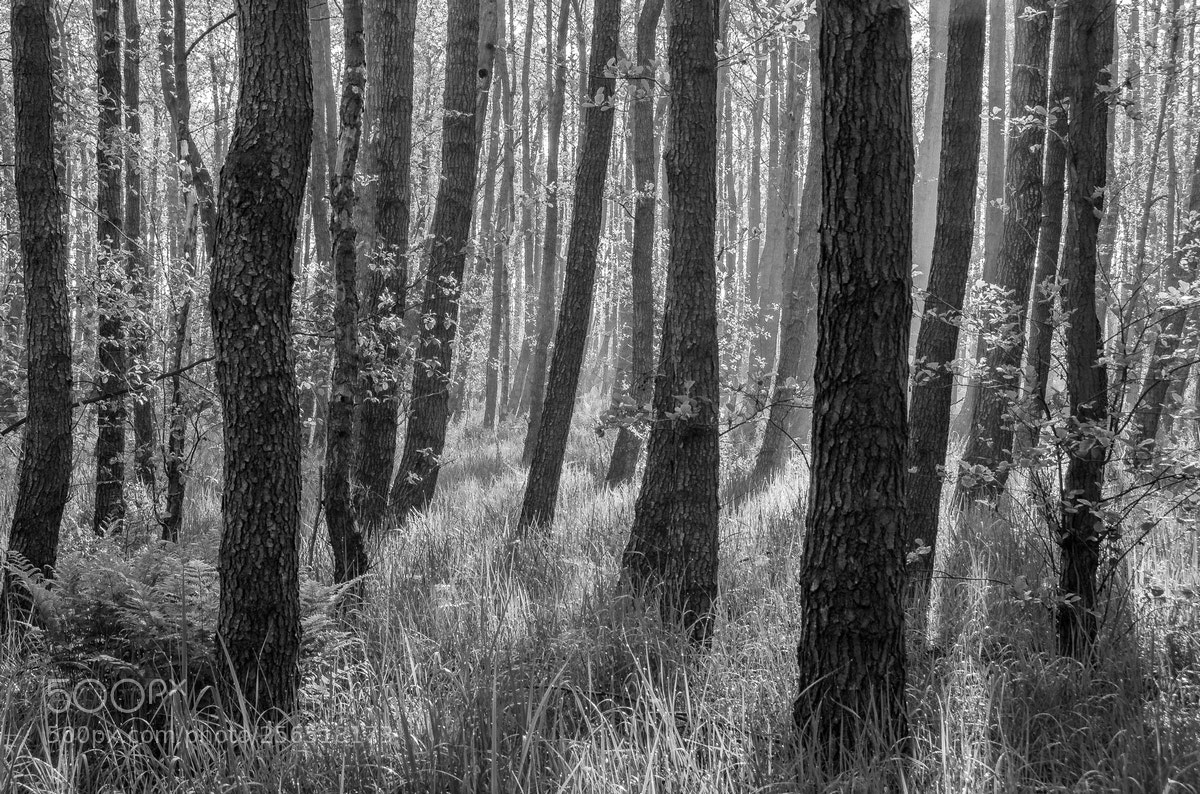 Nikon D5100 sample photo. Spring forest photography