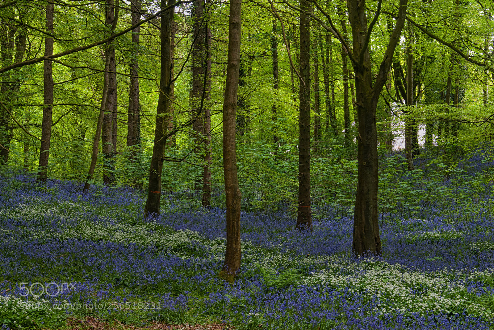 Nikon D60 sample photo. Bluebells photography