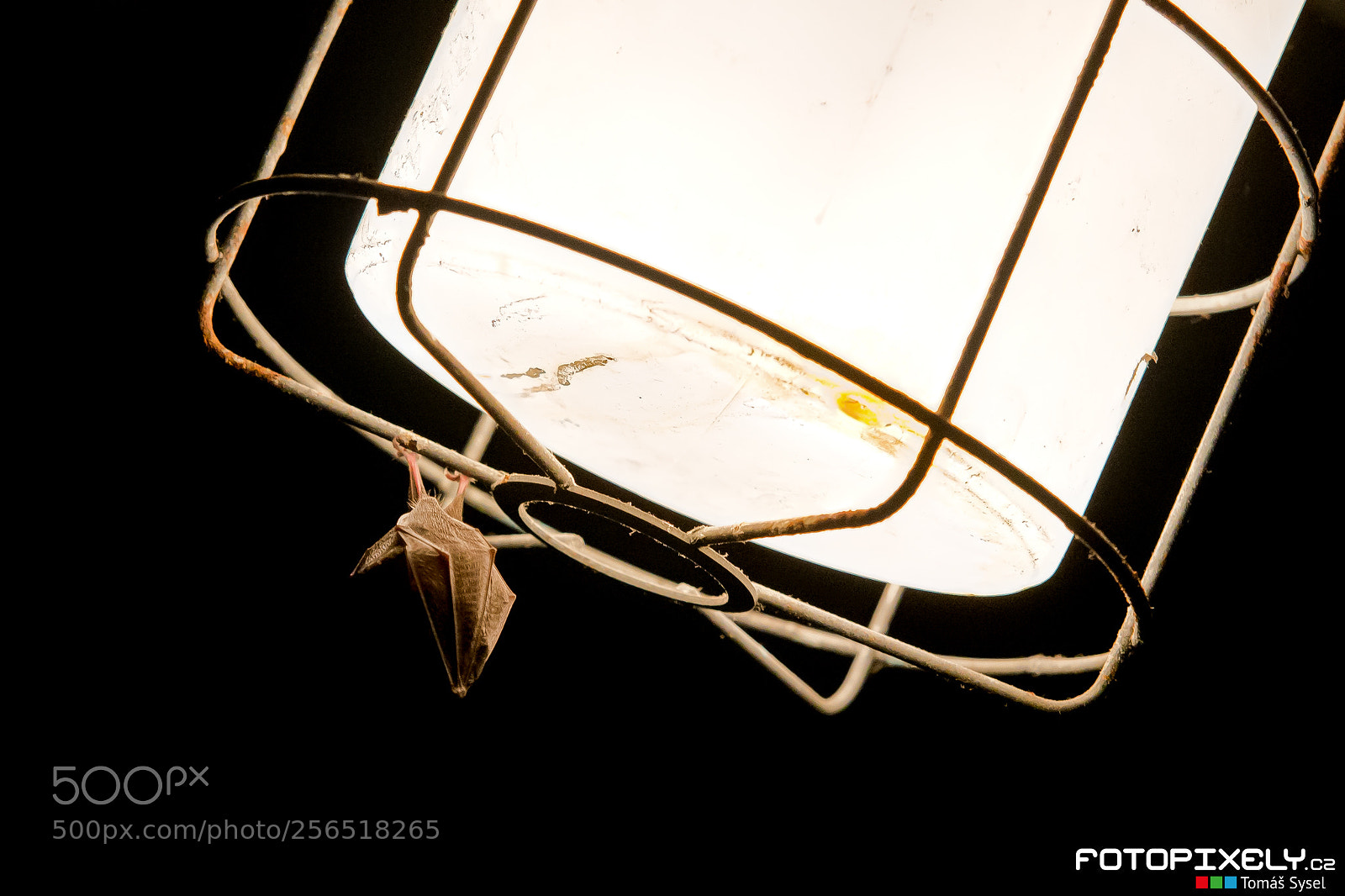 Nikon D600 sample photo. Netop r pevnostn dobro photography