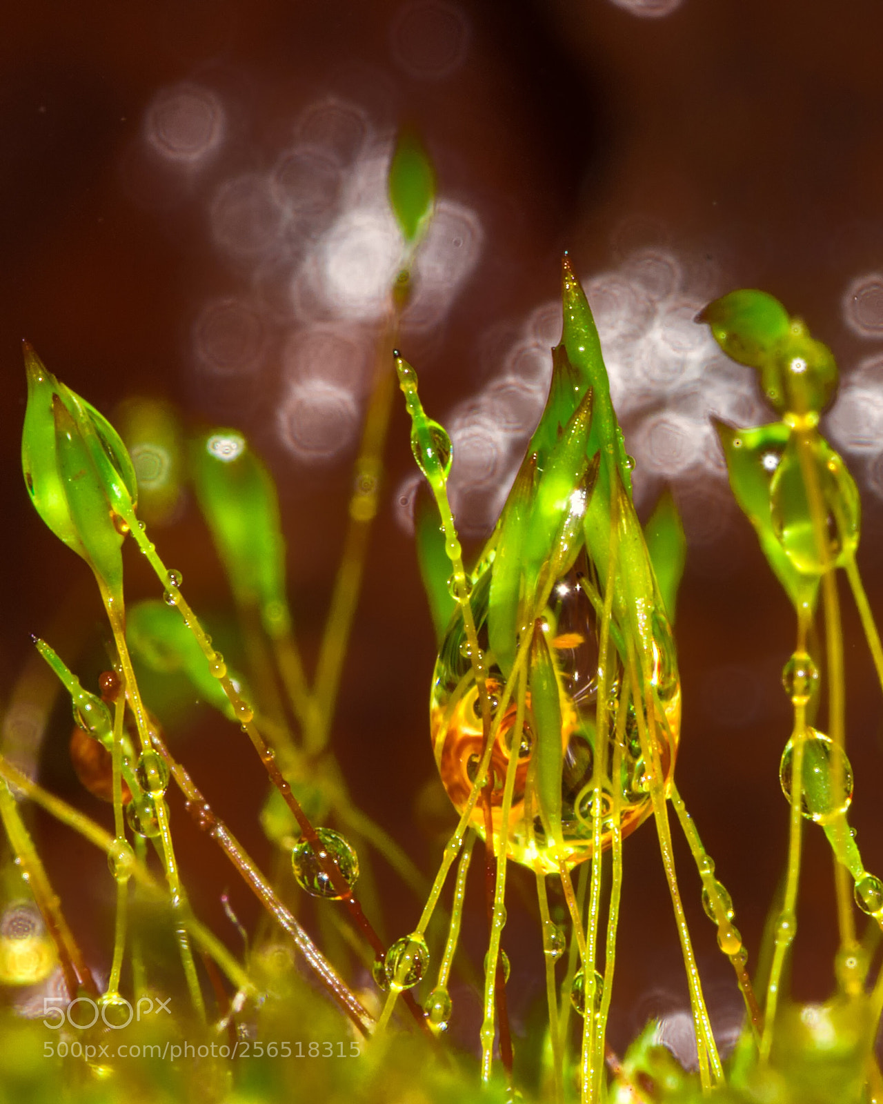 Nikon D7200 sample photo. After the rain photography