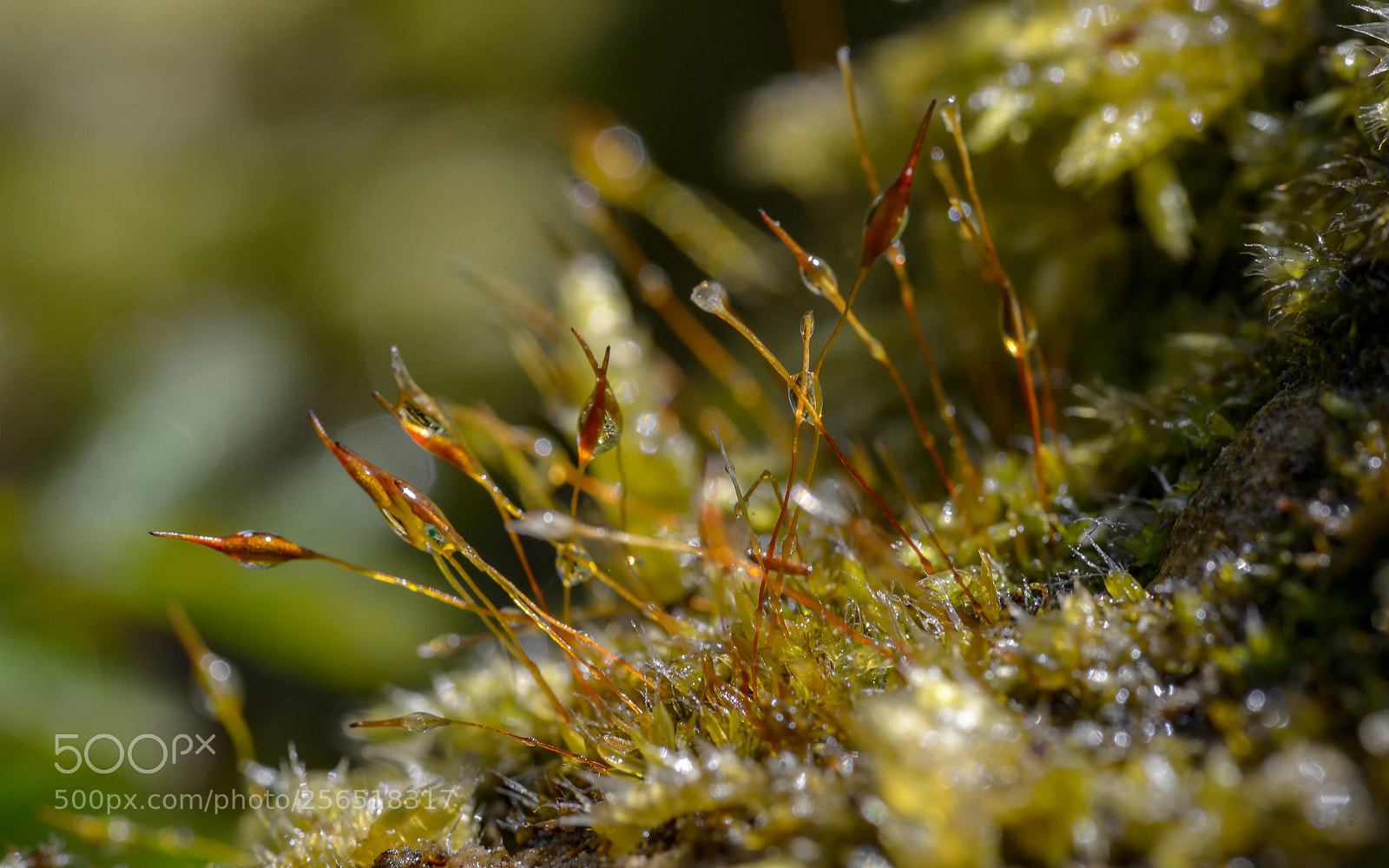 Nikon D800 sample photo. Wet moss photography