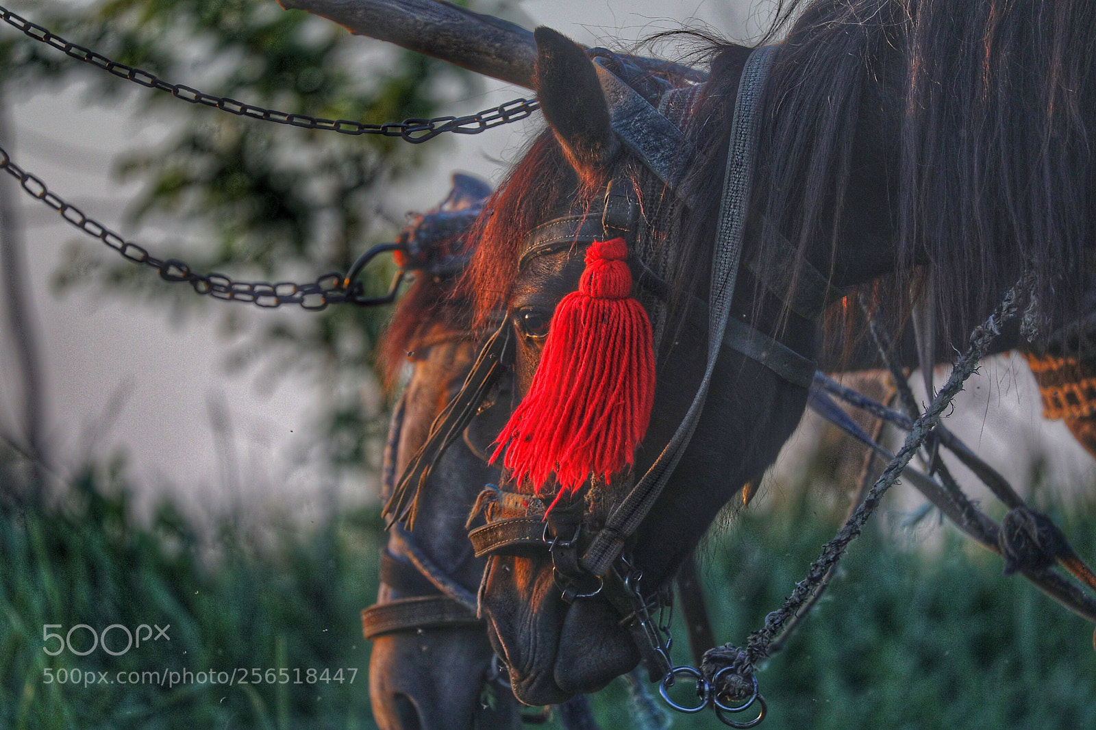 Canon EOS 5D Mark IV sample photo. Untitled photography