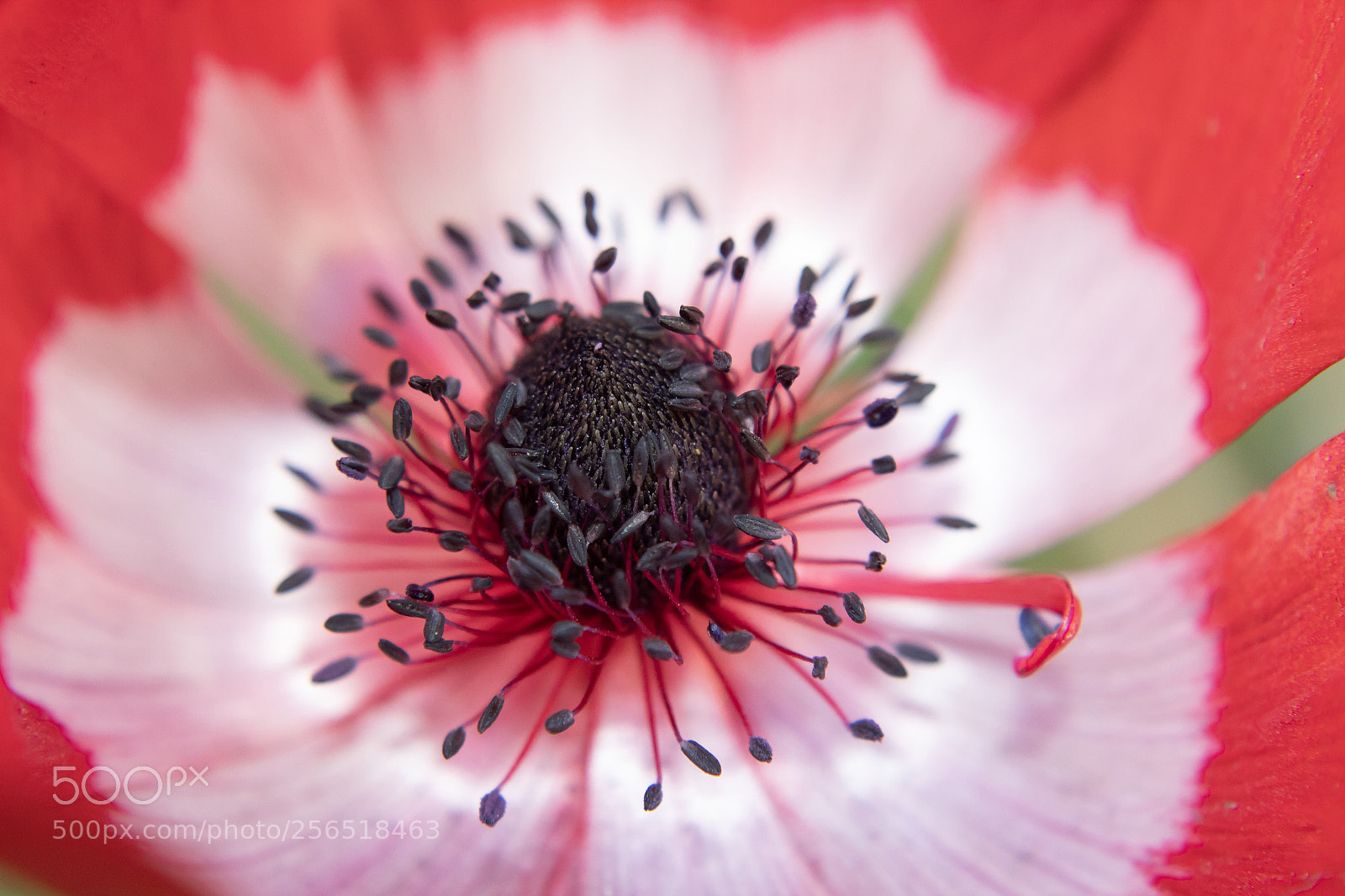 Canon EOS 1300D (EOS Rebel T6 / EOS Kiss X80) sample photo. Red and white poppy photography