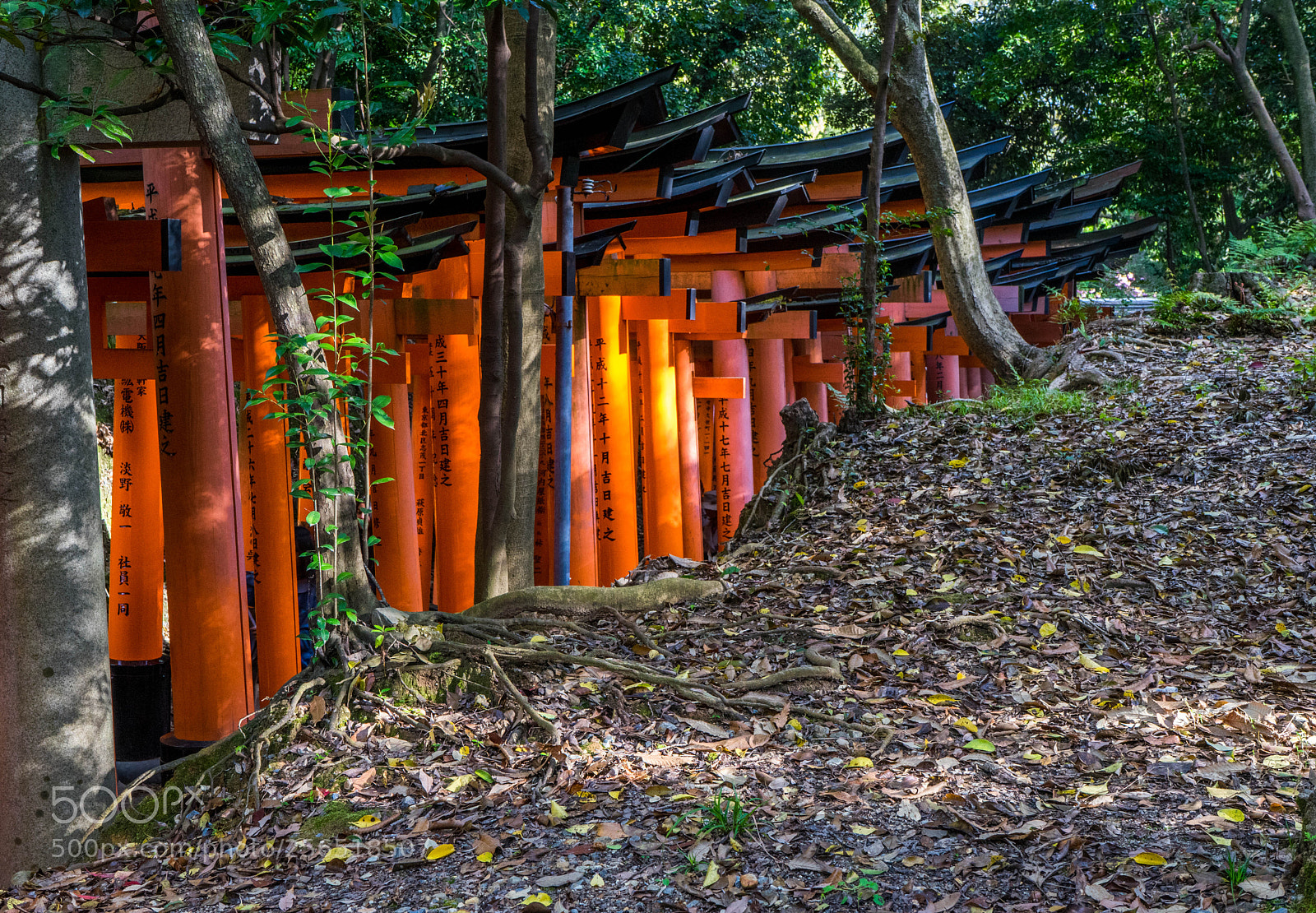 Sony a7 sample photo. The torii gates at photography