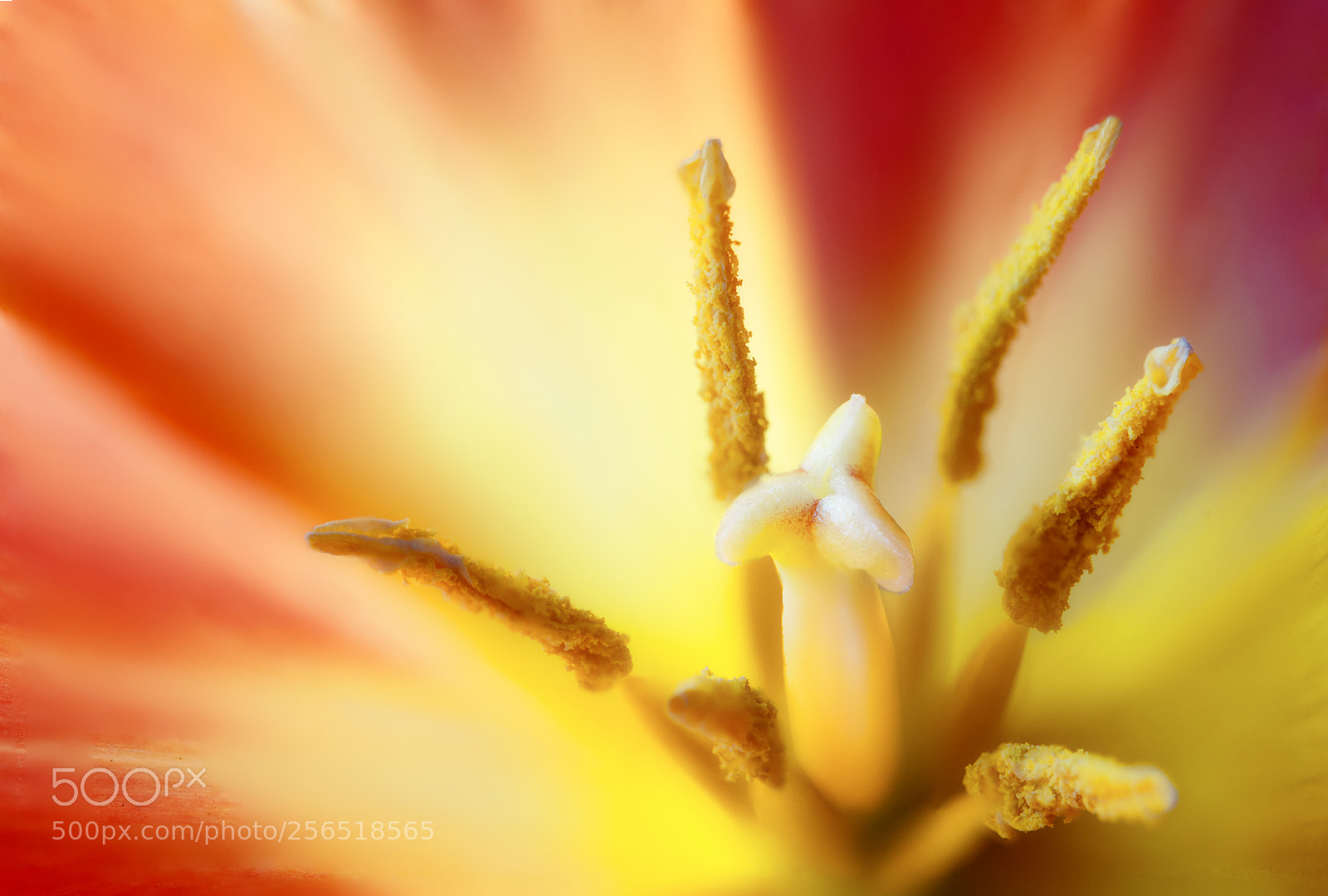 Nikon D750 sample photo. Tulip macro photography