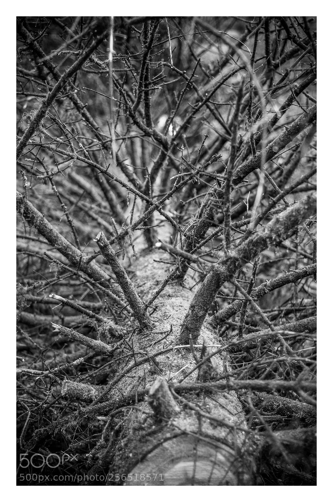 Nikon D300 sample photo. Fallen tree photography