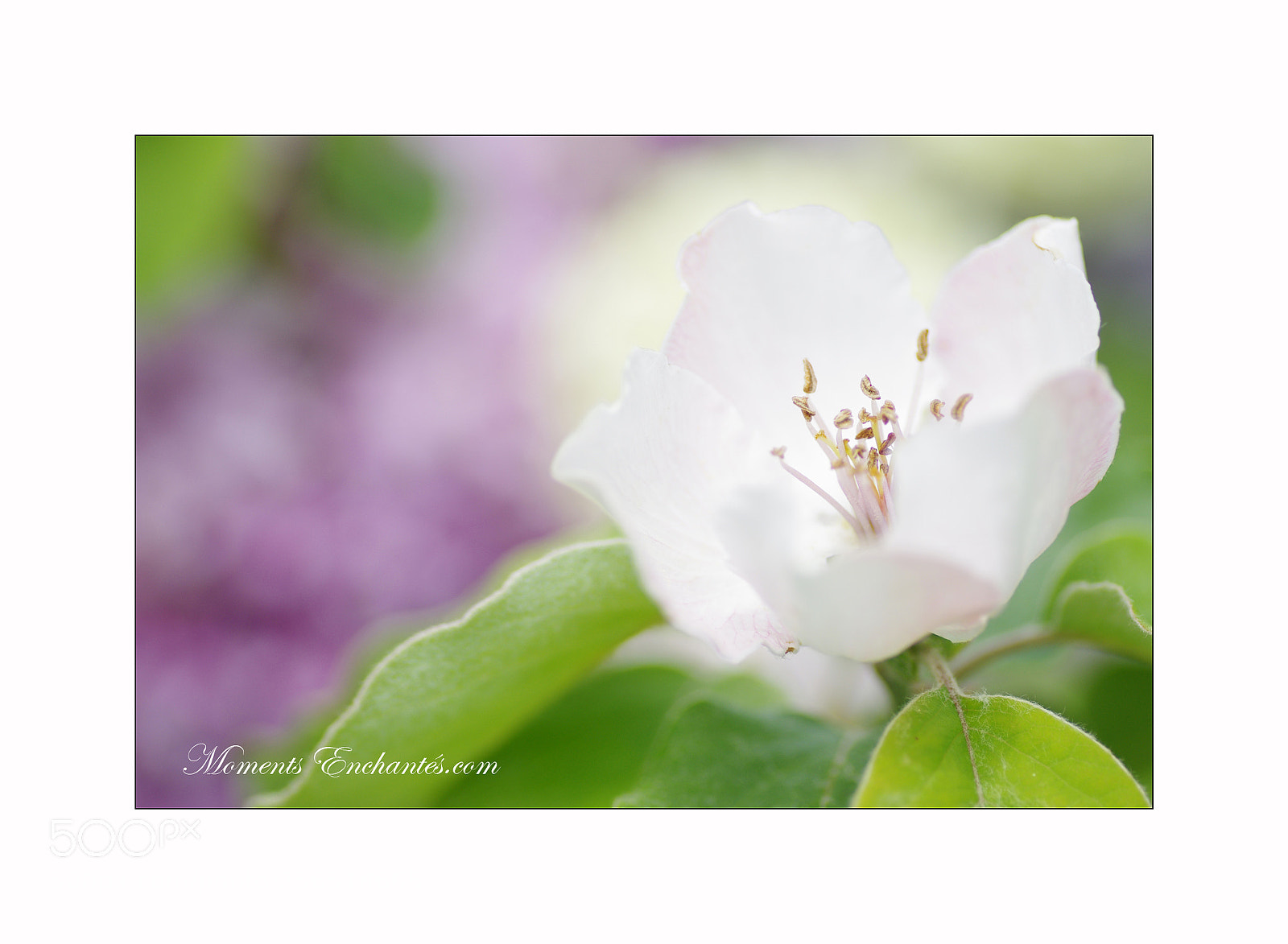 Pentax K-5 sample photo. Cognassier photography