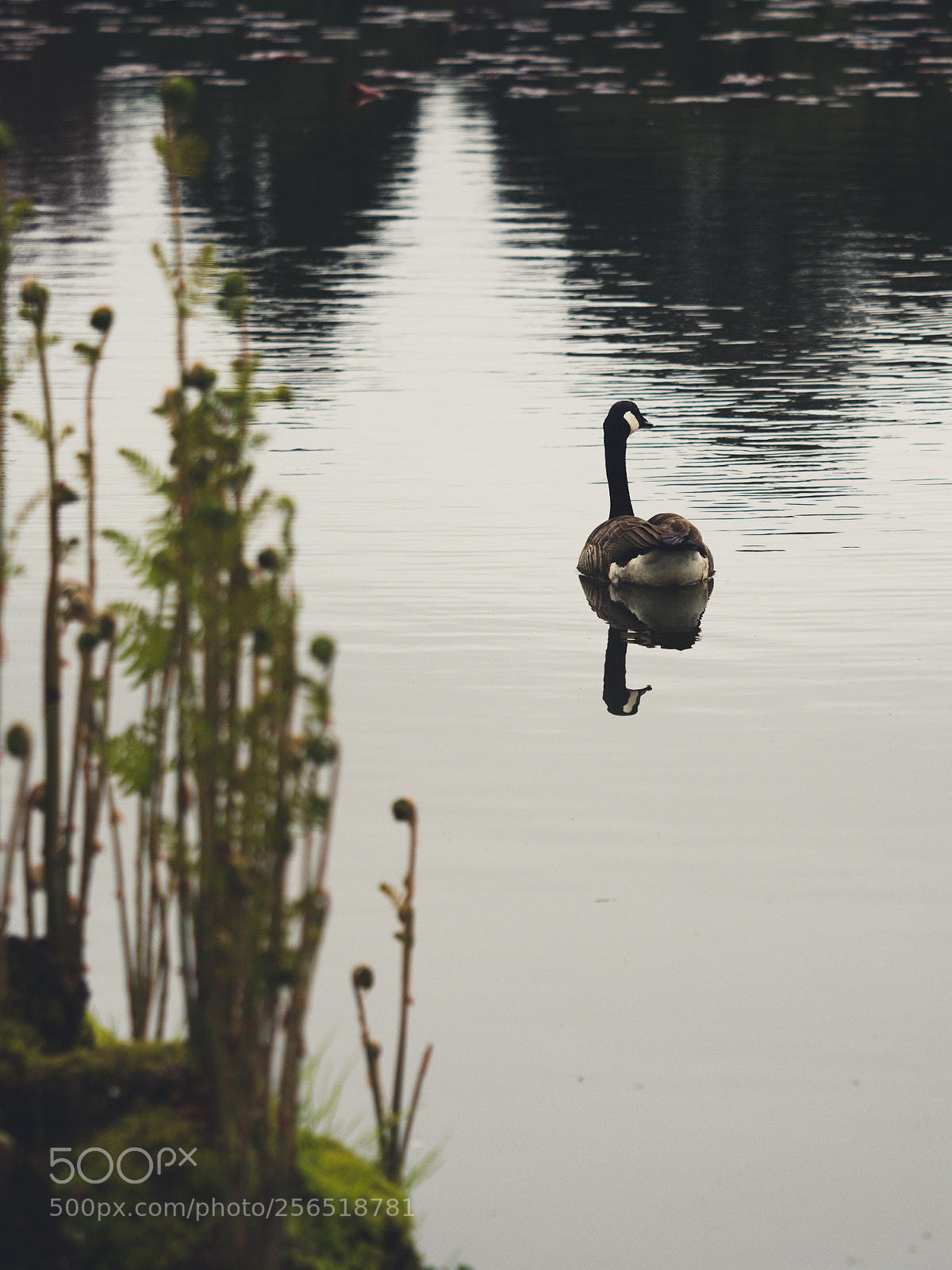 Olympus OM-D E-M1 Mark II sample photo. Canada goose photography