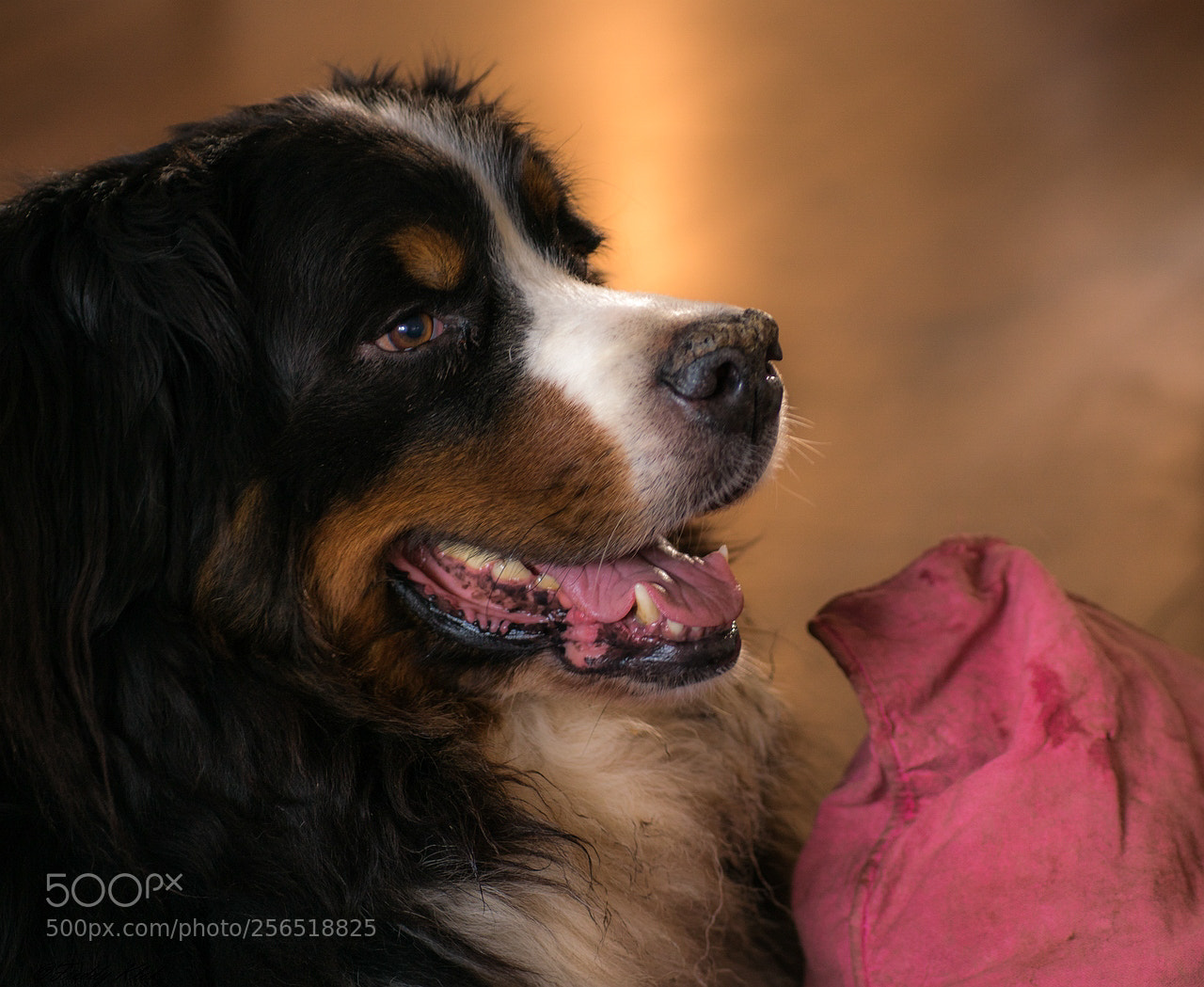 Sony ILCA-77M2 sample photo. Berner sennen photography