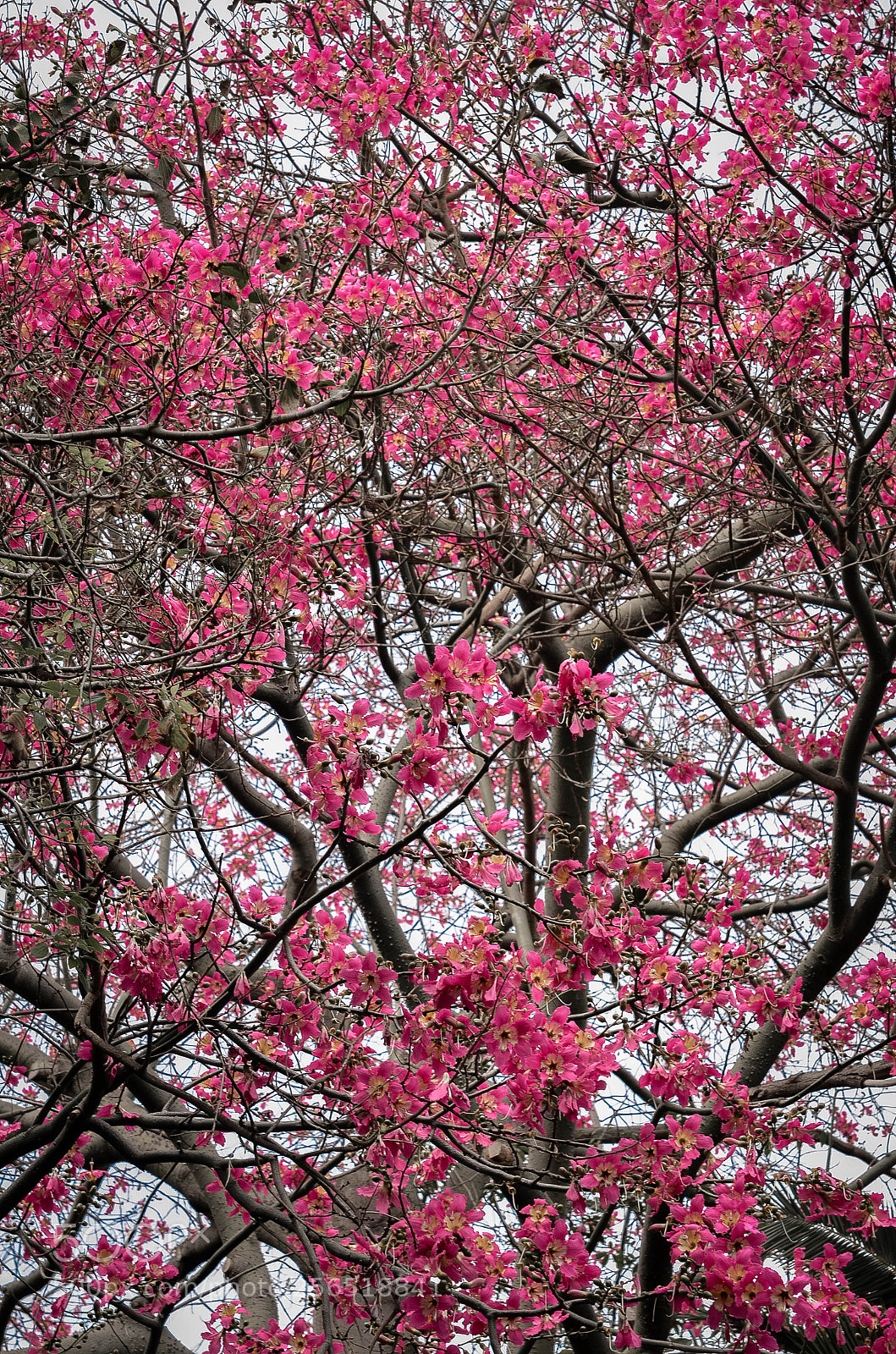 Nikon D7000 sample photo. Flower photography