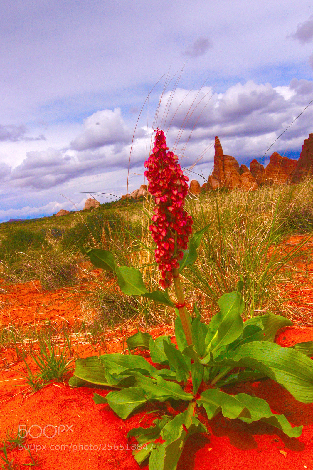 Nikon D610 sample photo. Desert flower photography
